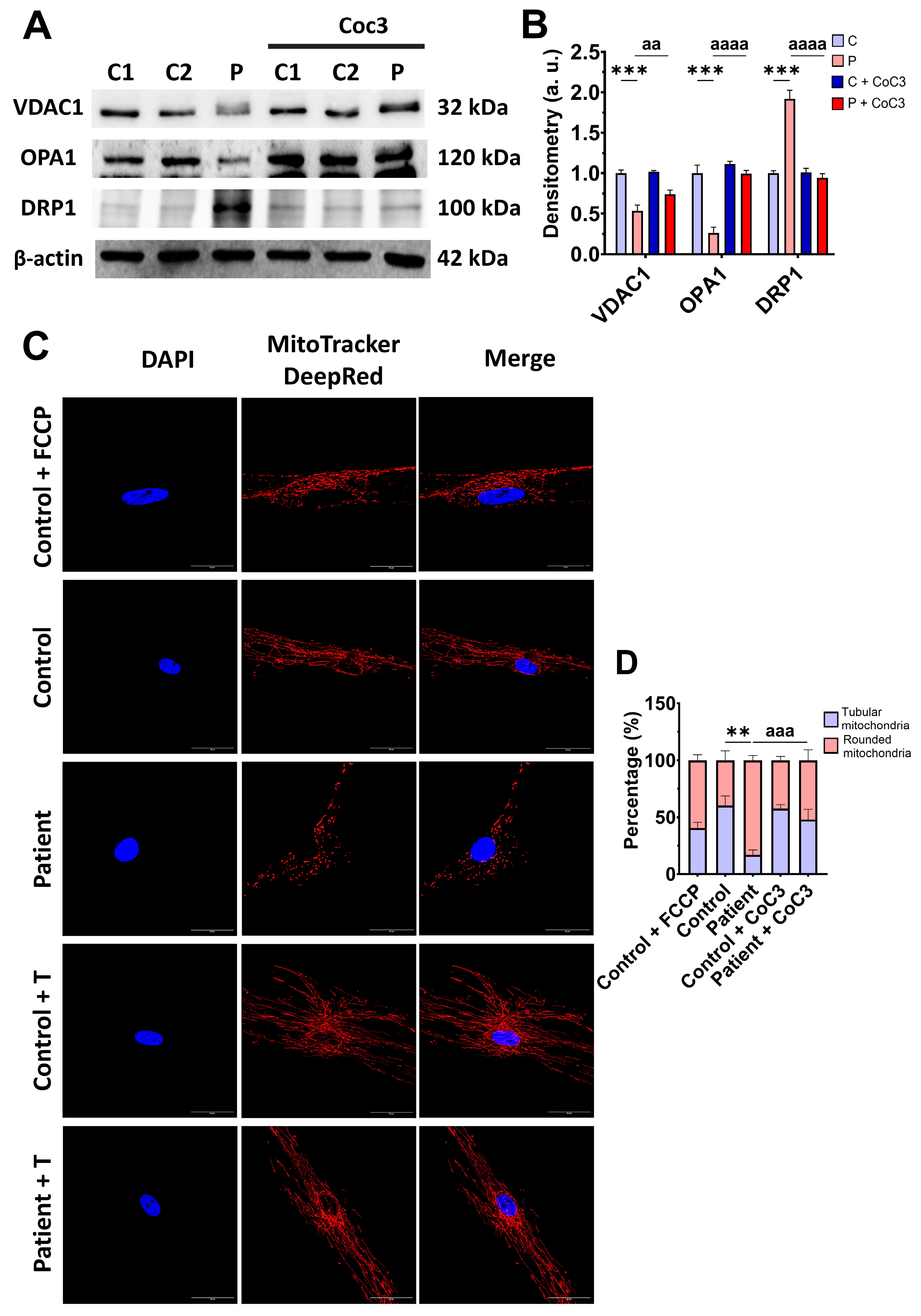 Antioxidants 14 00741 g010