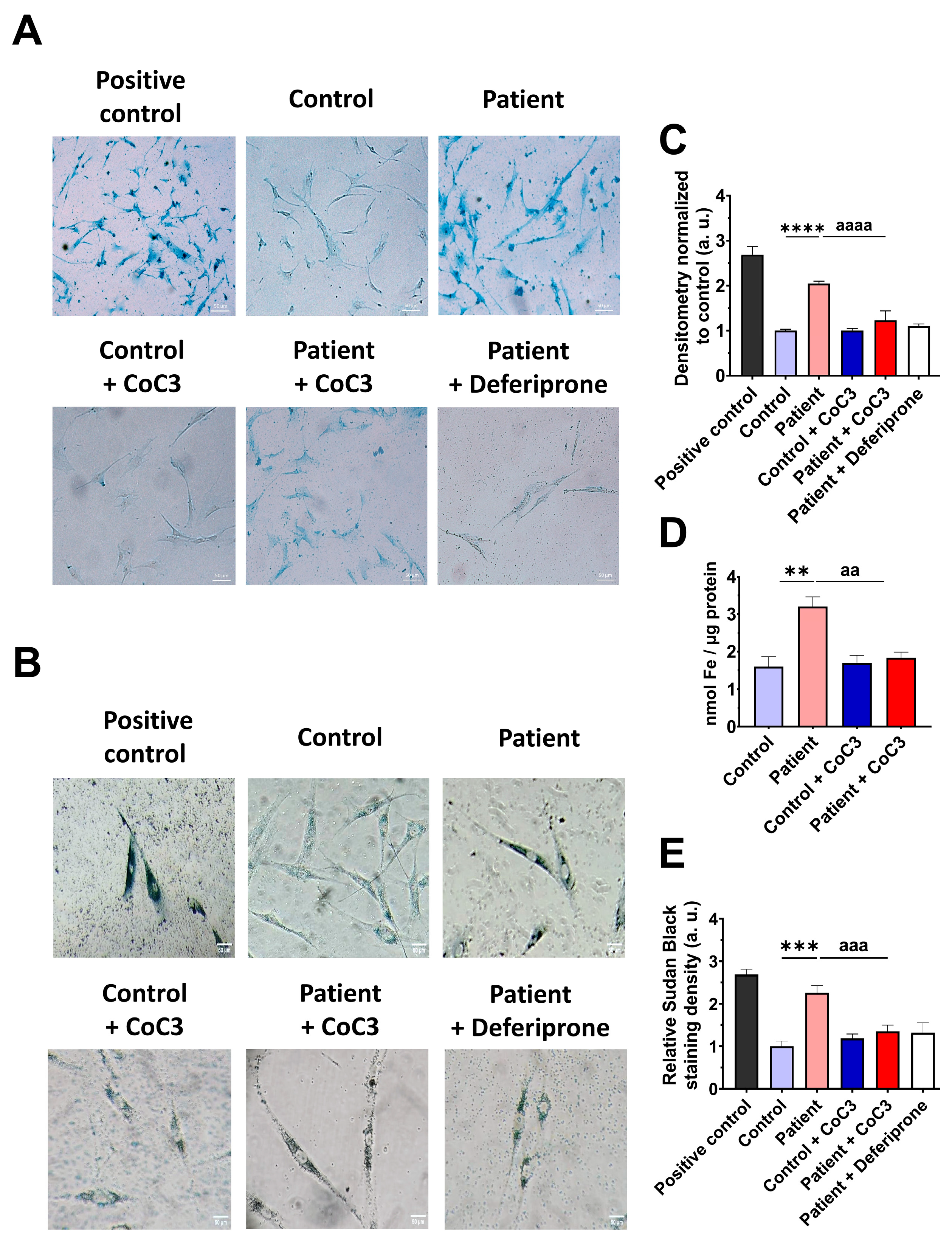 Antioxidants 14 00741 g013