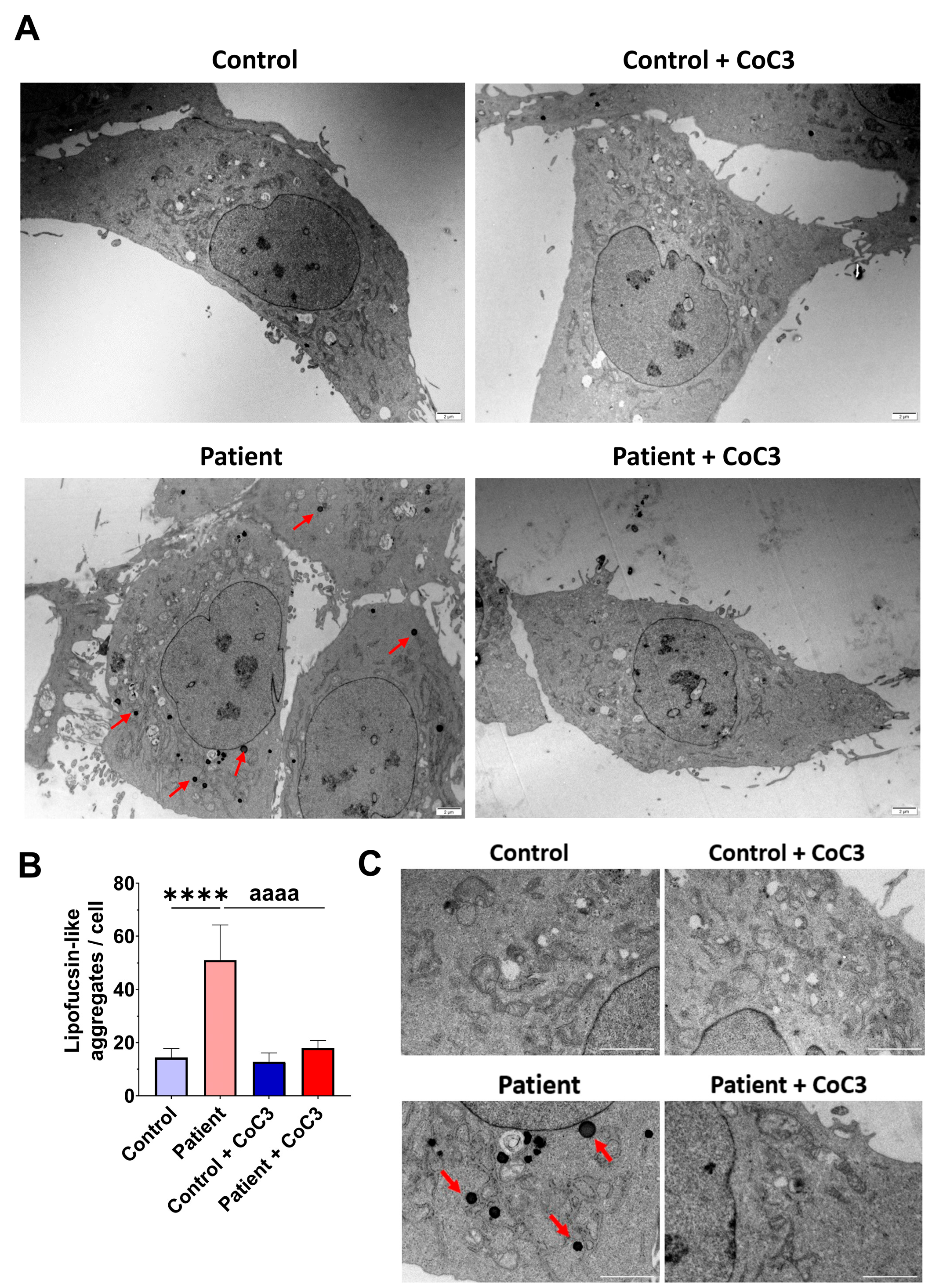 Antioxidants 14 00741 g014