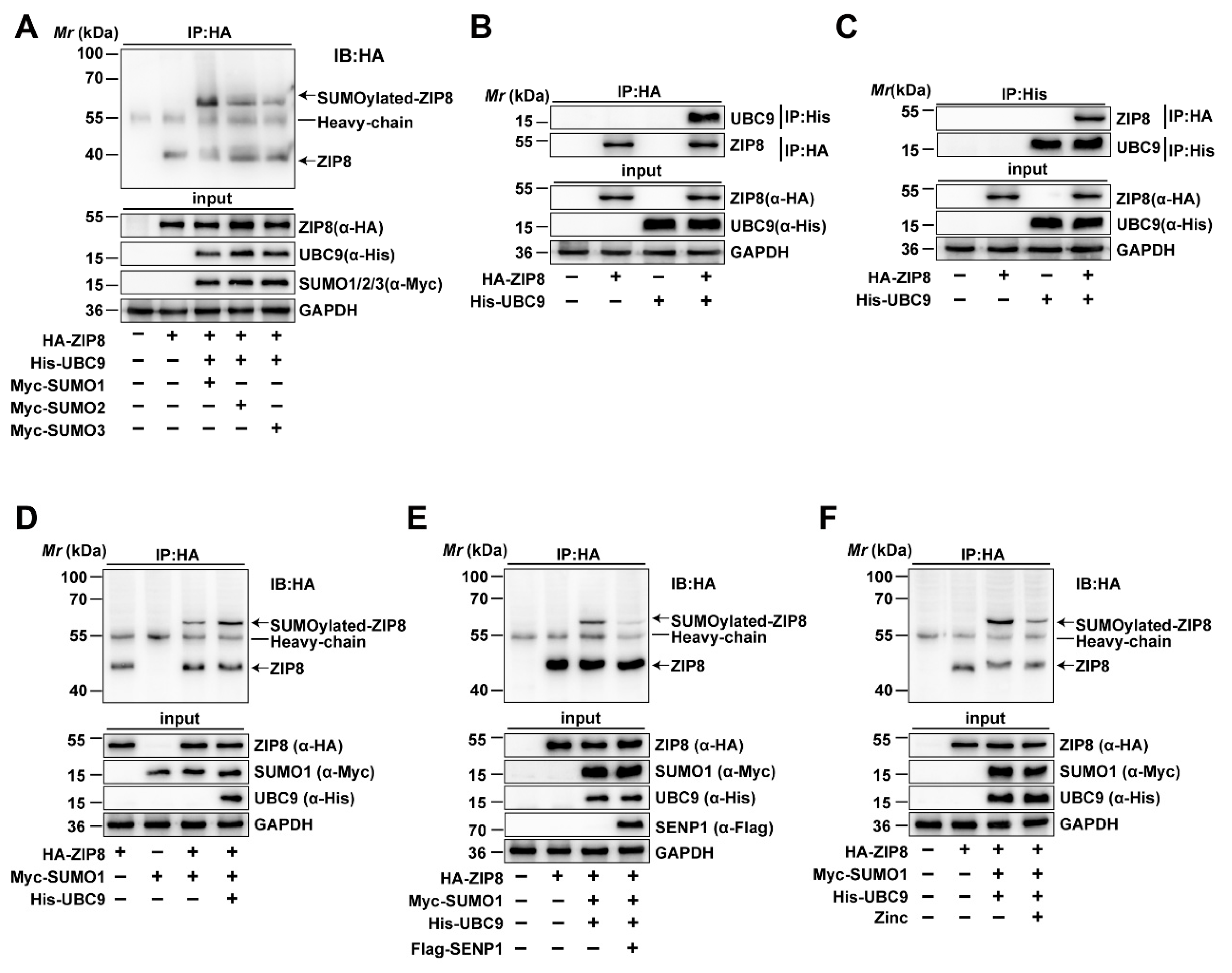 Antioxidants 14 00750 g004