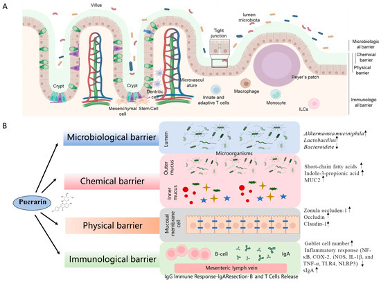 Puerarin as a Phytochemical Modulator of Gastrointestinal