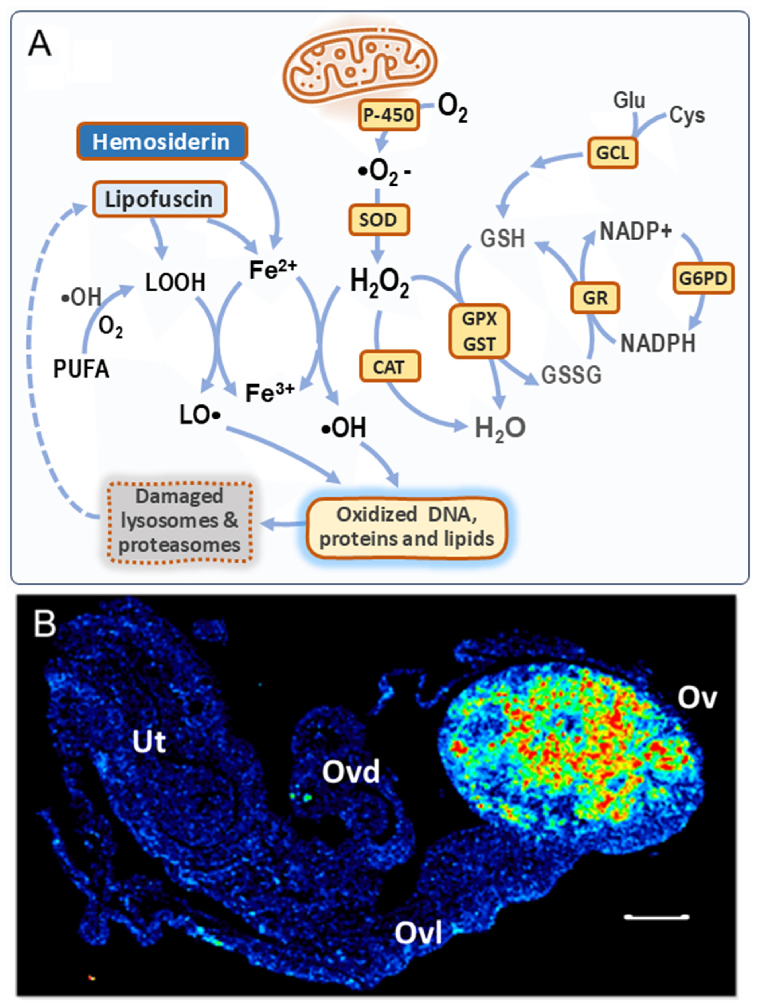 Antioxidants 14 00759 g001