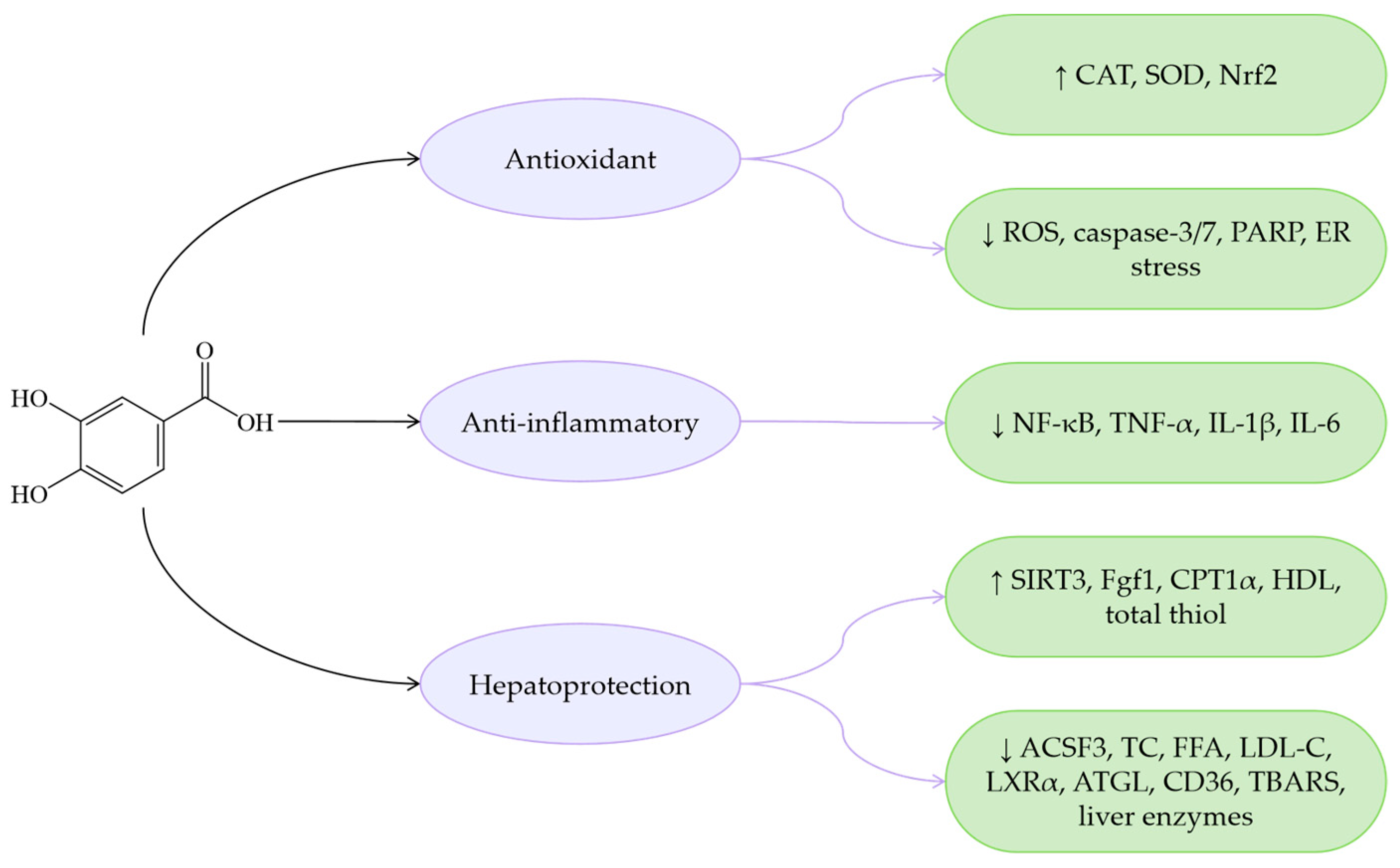 Antioxidants 14 00760 g007 Antioxidants 14 00760 g007