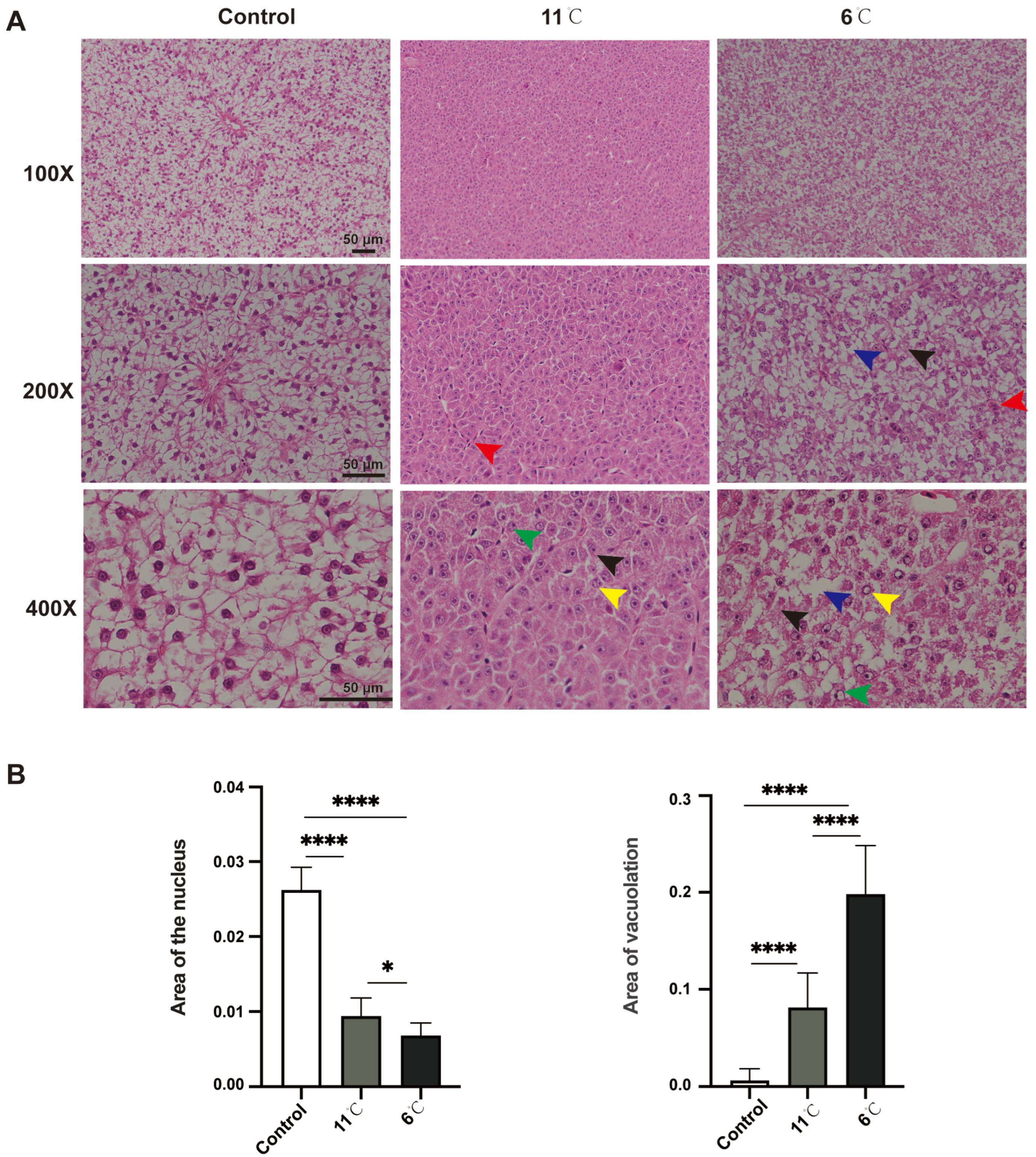 Antioxidants 14 00762 g002