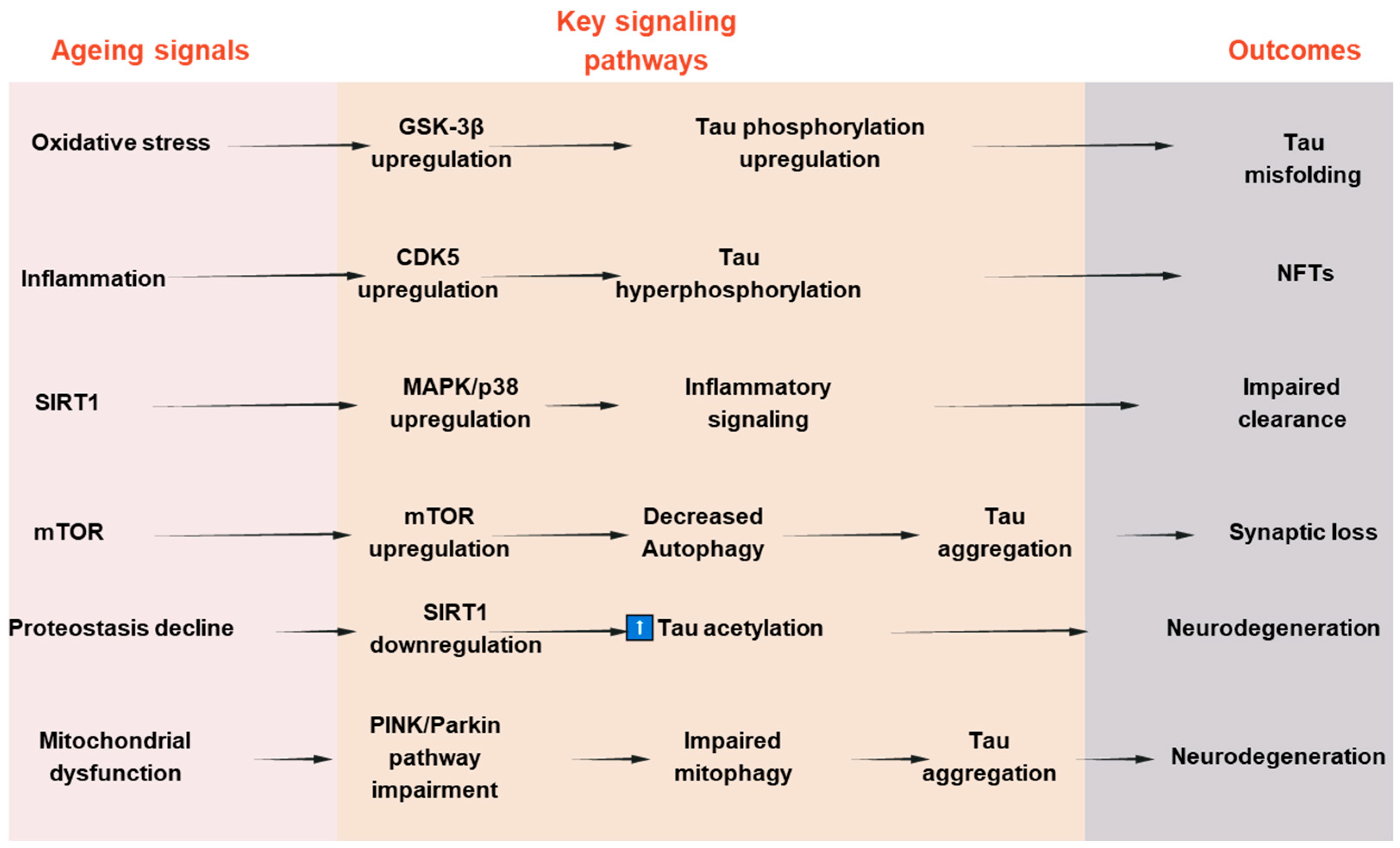 Antioxidants 14 00774 g003