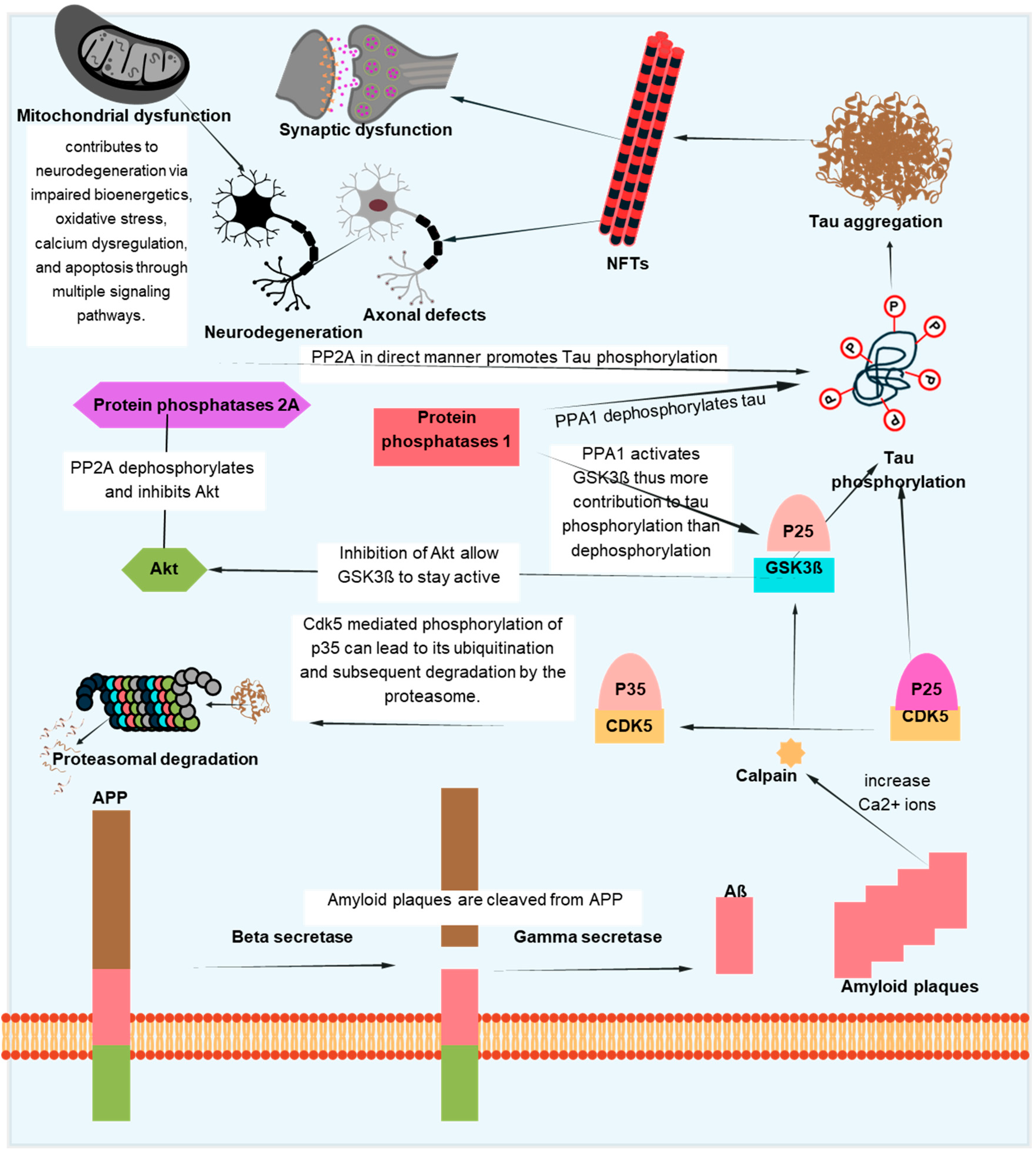 Antioxidants 14 00774 g005