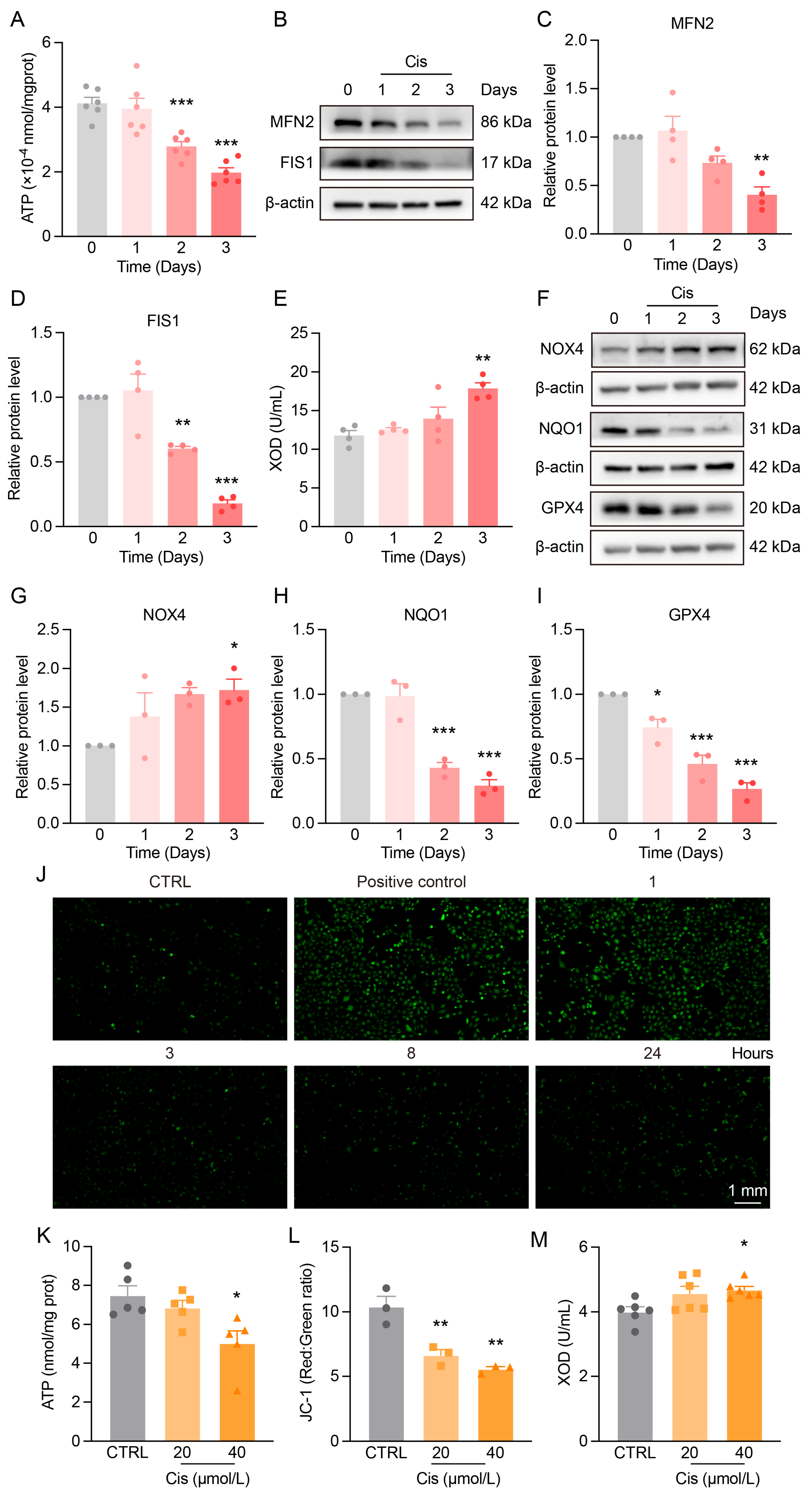 Antioxidants 14 00775 g002