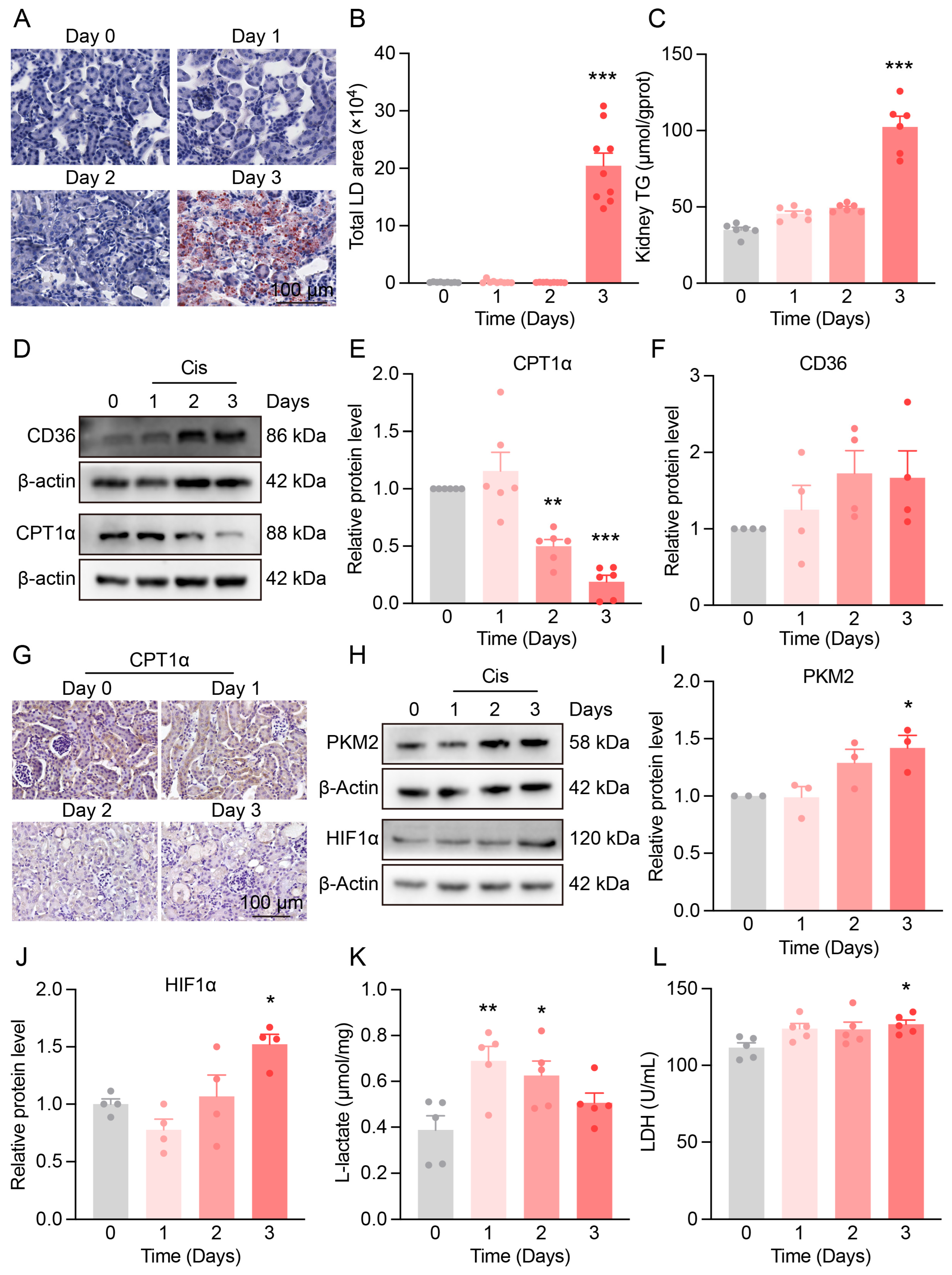 Antioxidants 14 00775 g003
