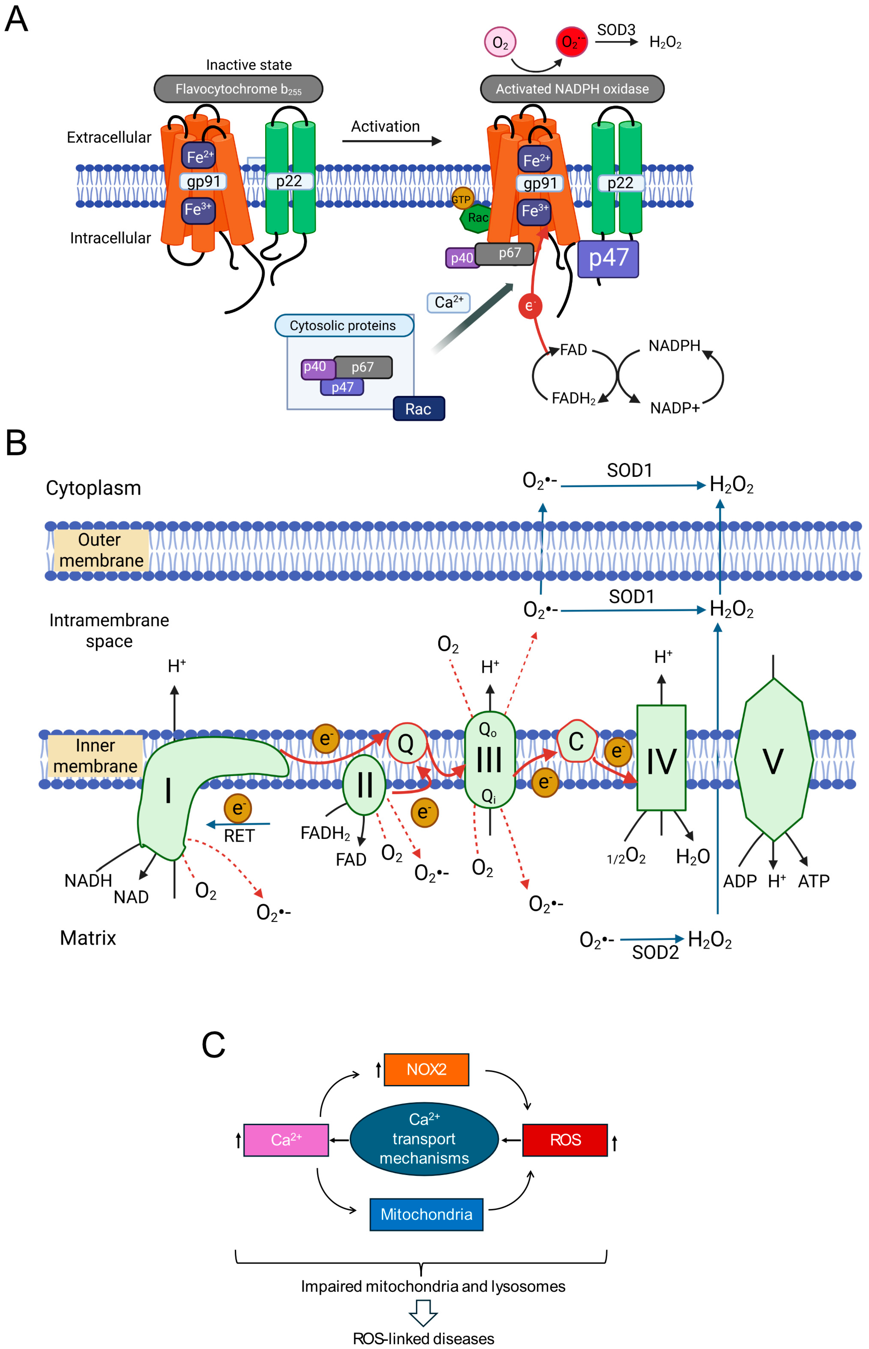 Antioxidants 14 00776 g002