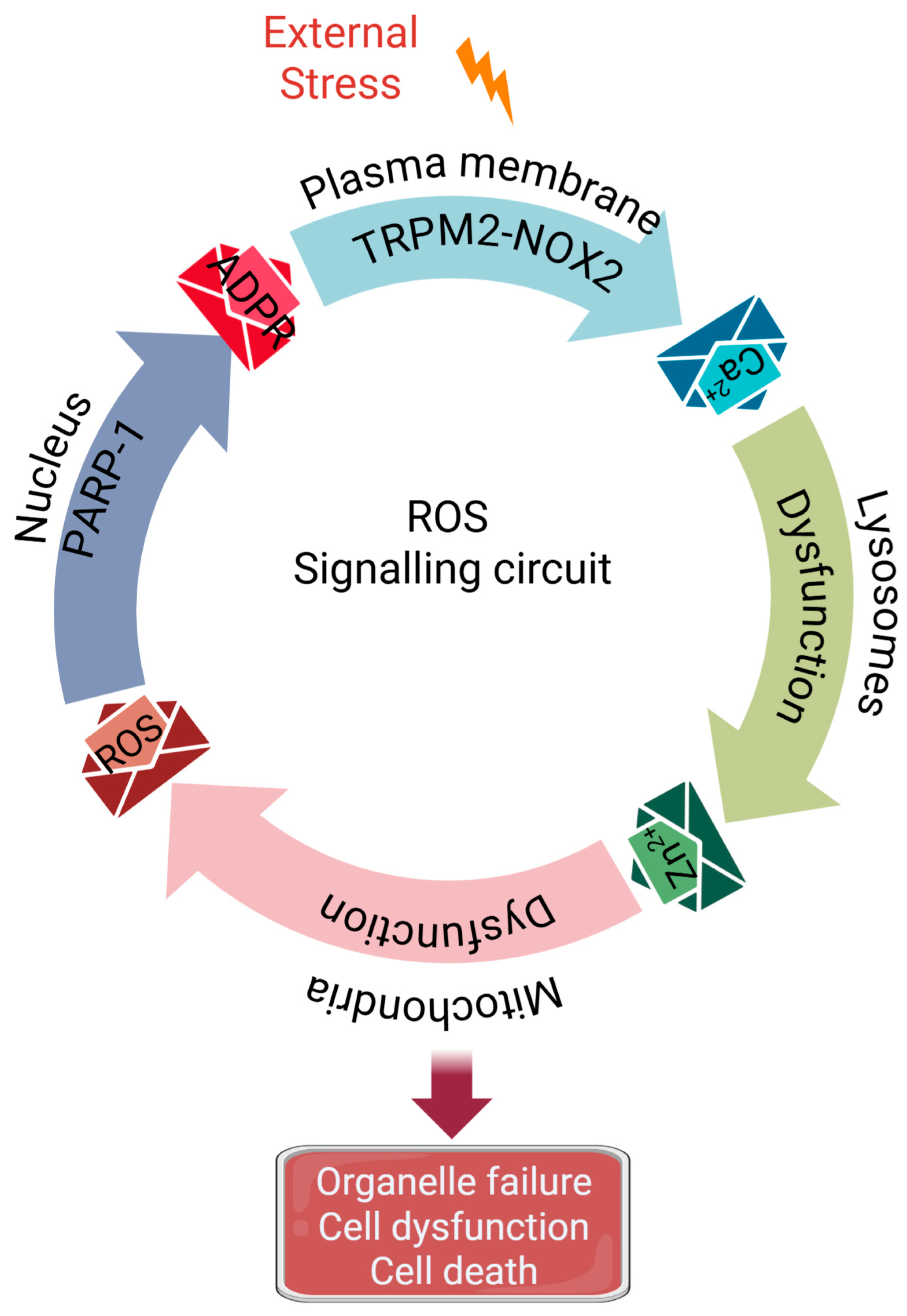 Antioxidants 14 00776 g004