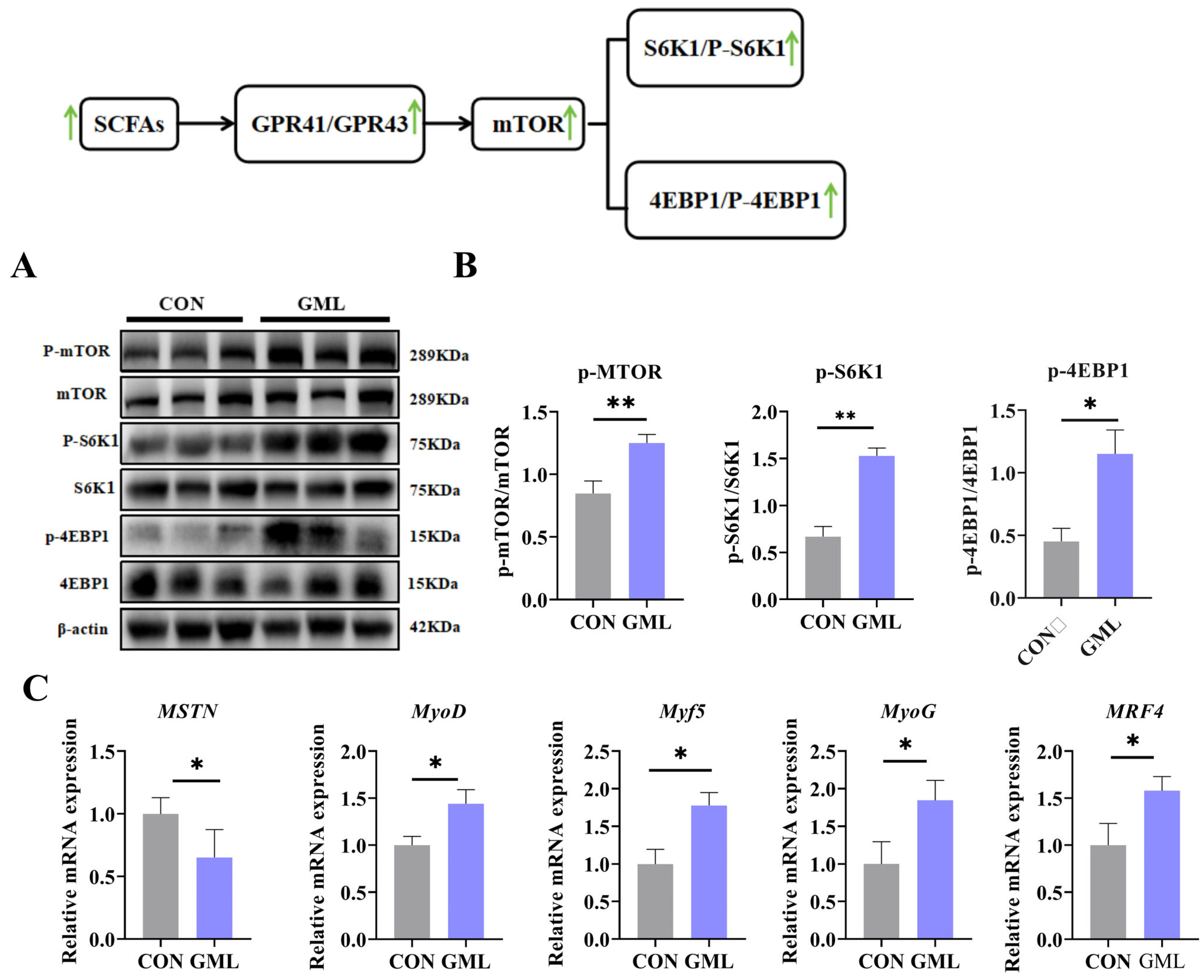 Antioxidants 14 00783 g003