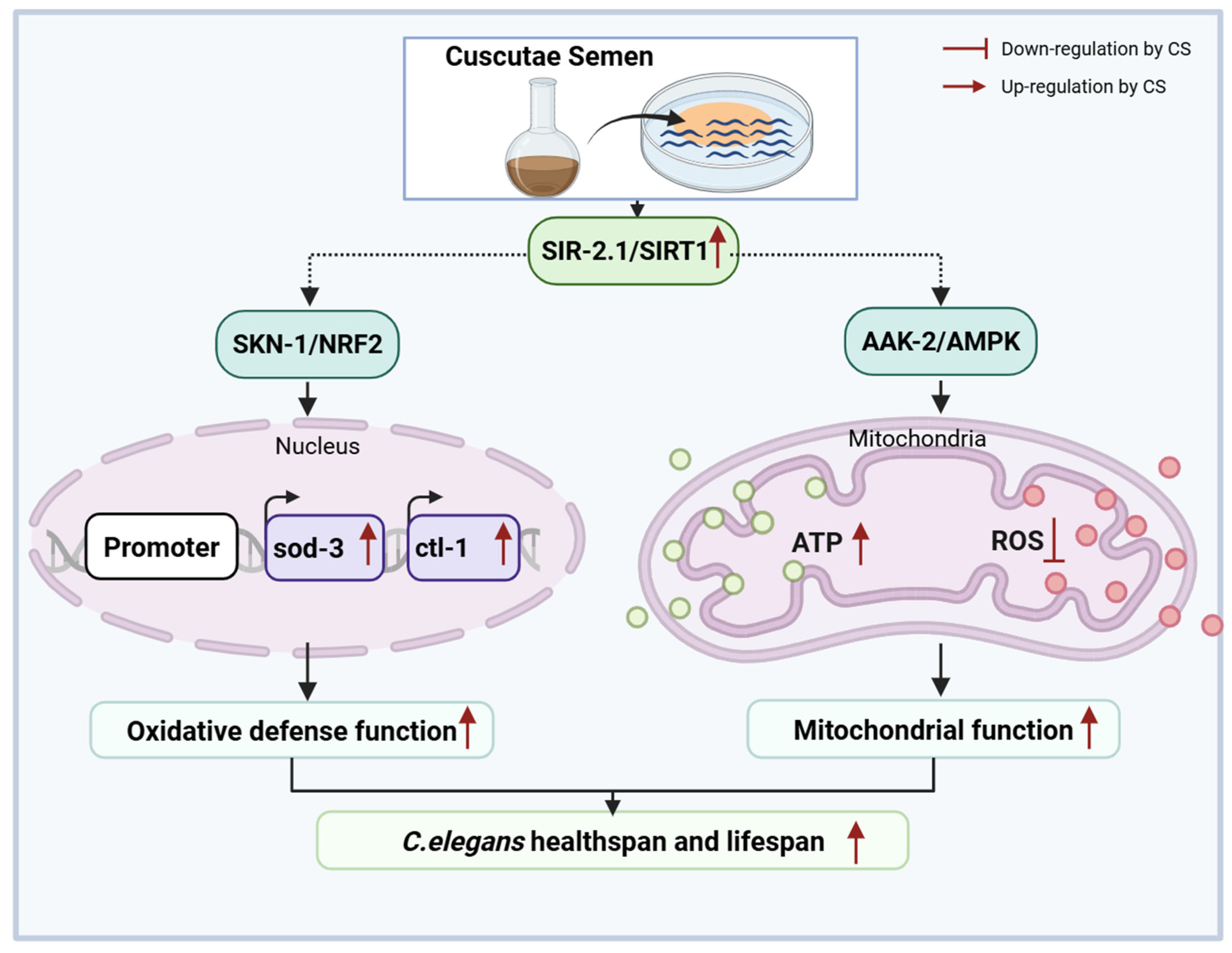 Antioxidants 14 00786 g007