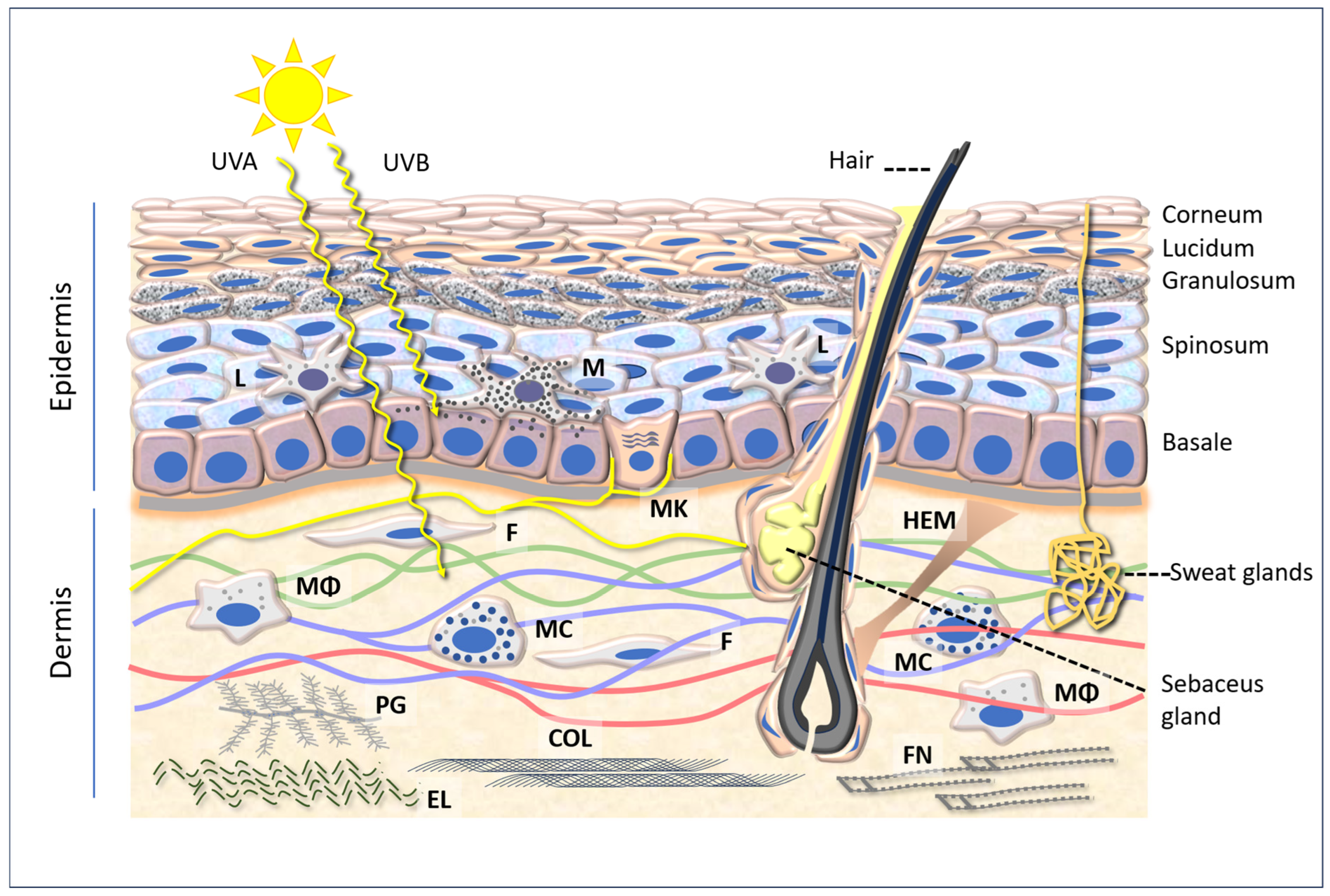 Antioxidants 14 00788 g001