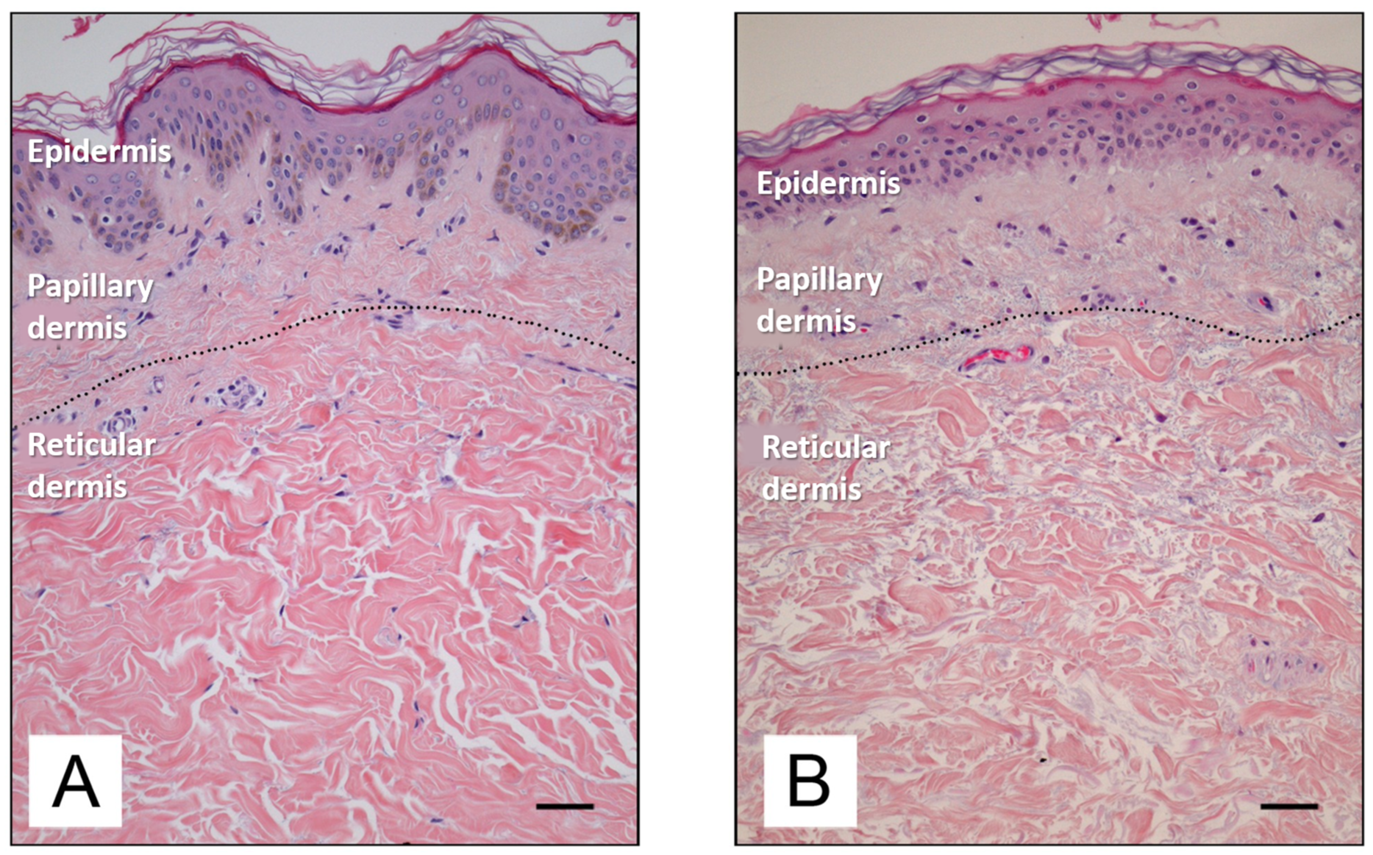 Antioxidants 14 00788 g003