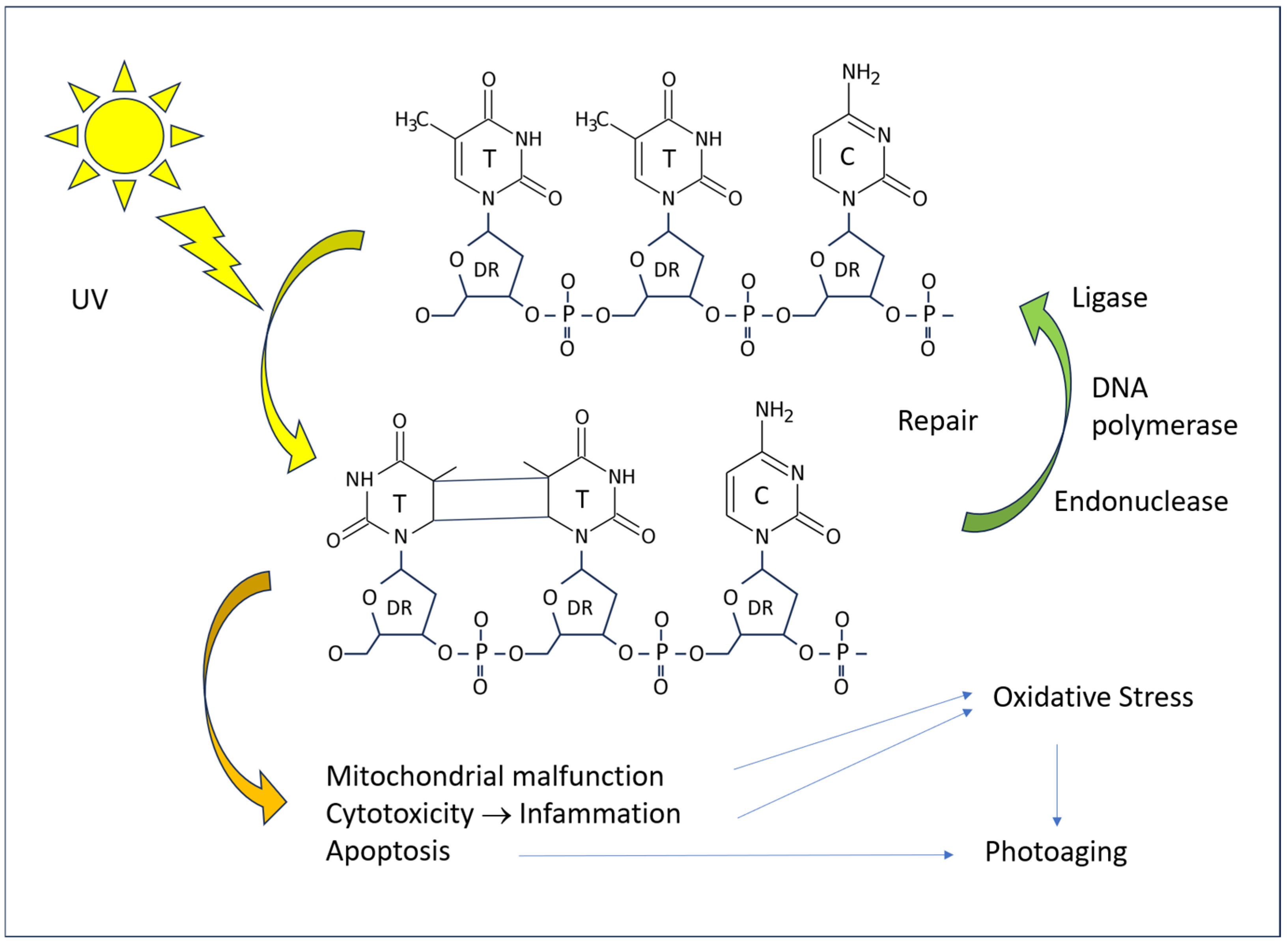 Antioxidants 14 00788 g005