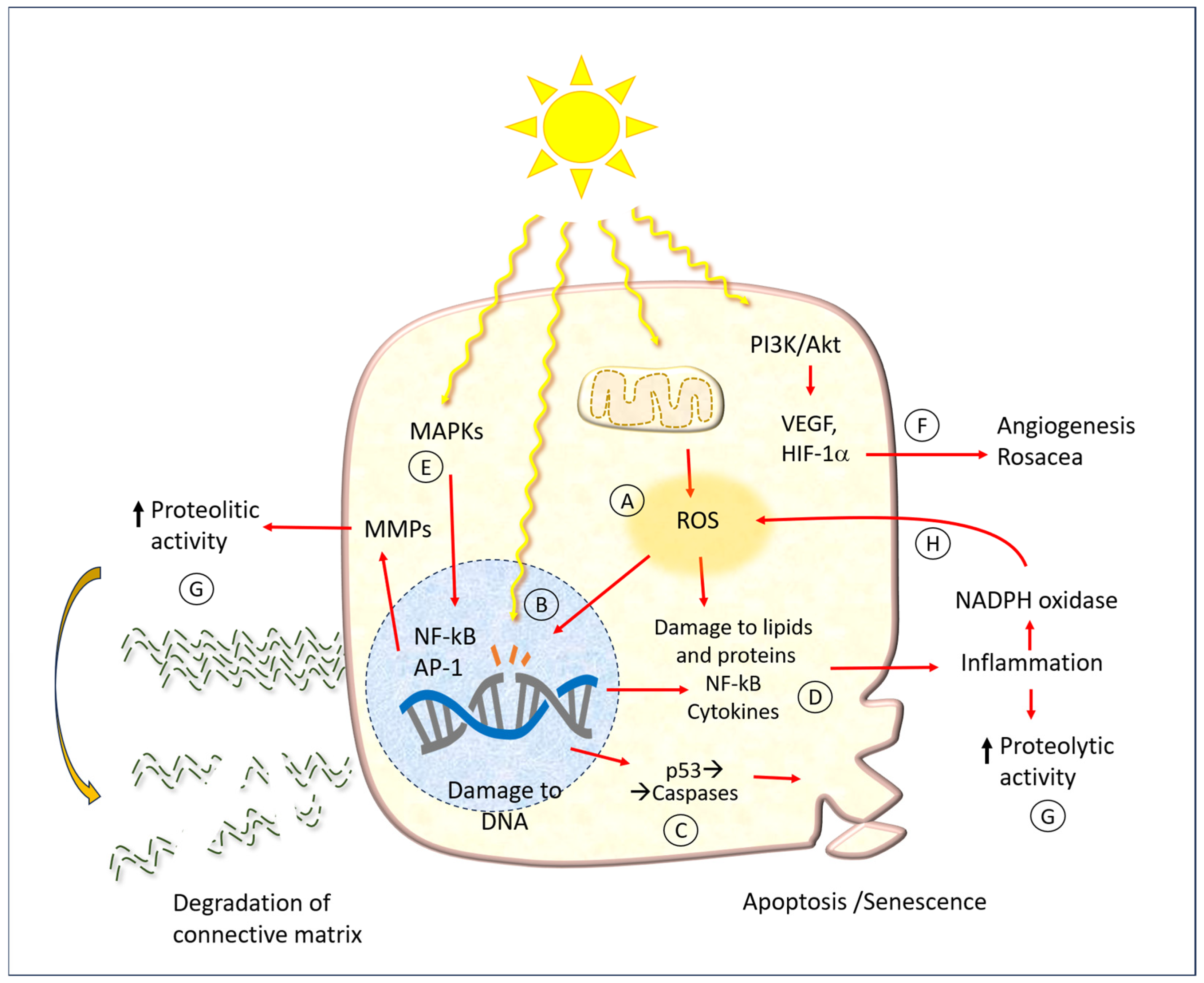 Antioxidants 14 00788 g006
