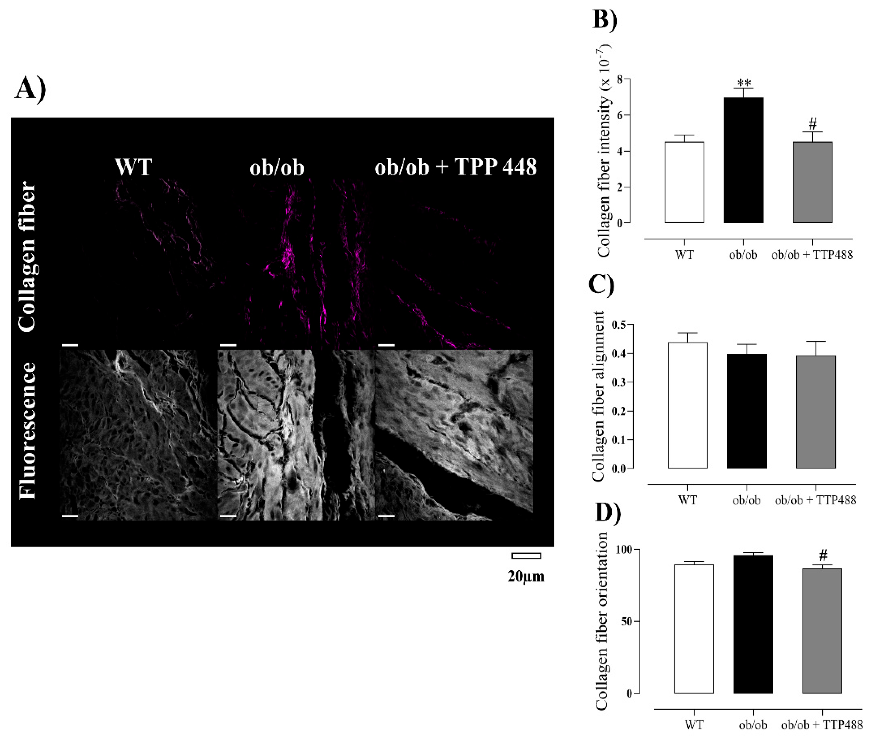 Antioxidants 14 00793 g005