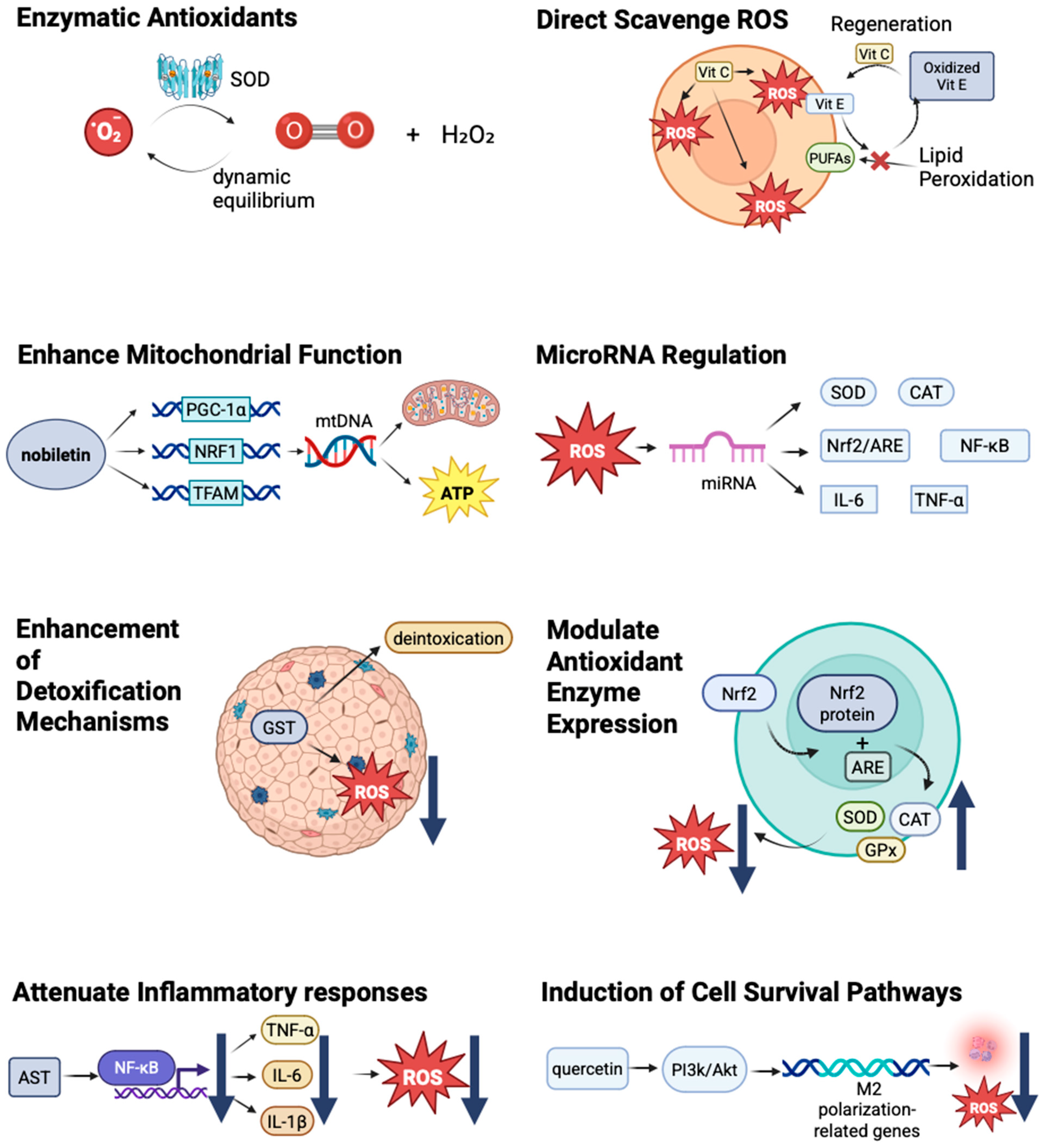 Antioxidants 14 00797 g002