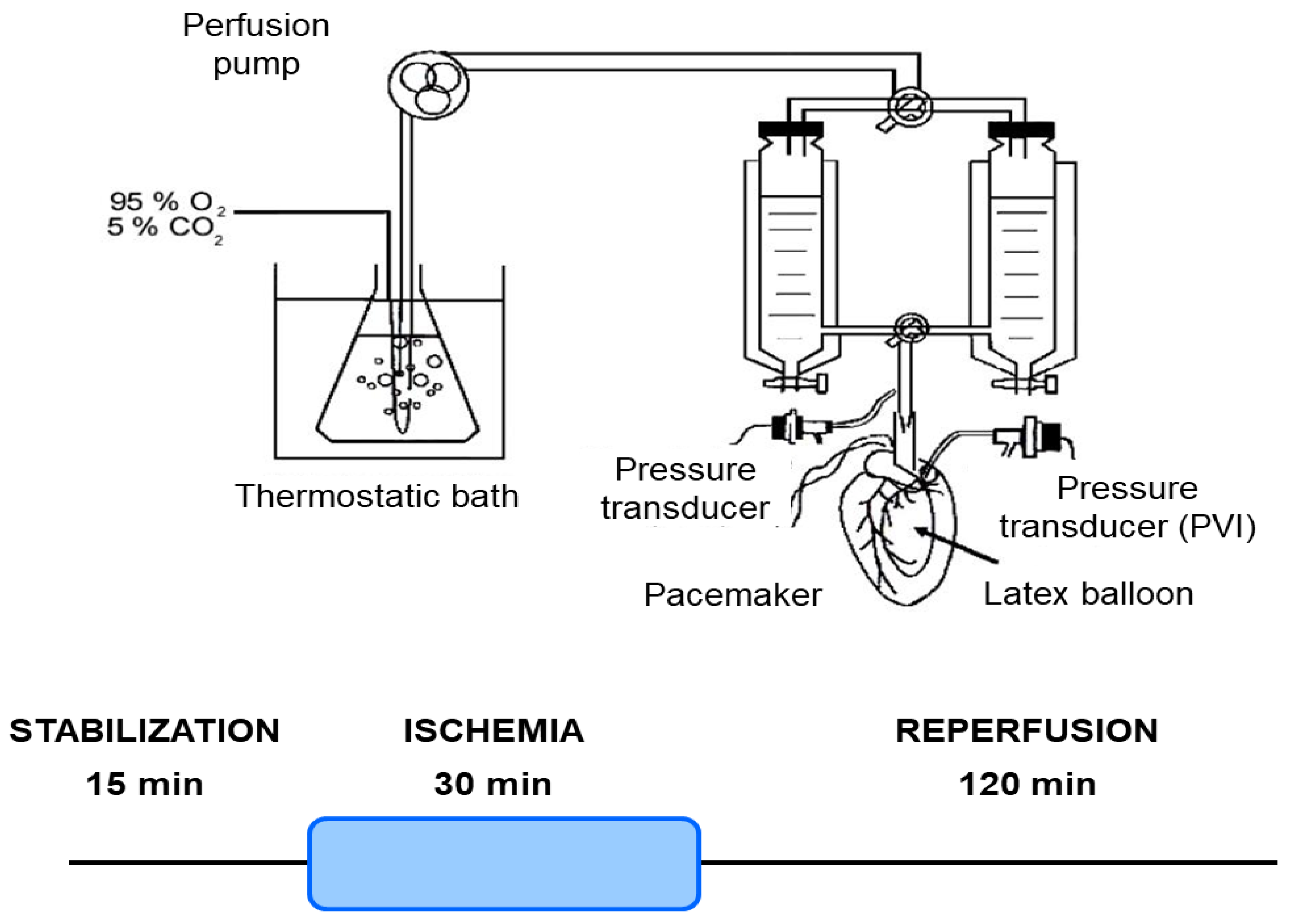 Antioxidants 14 00803 g001
