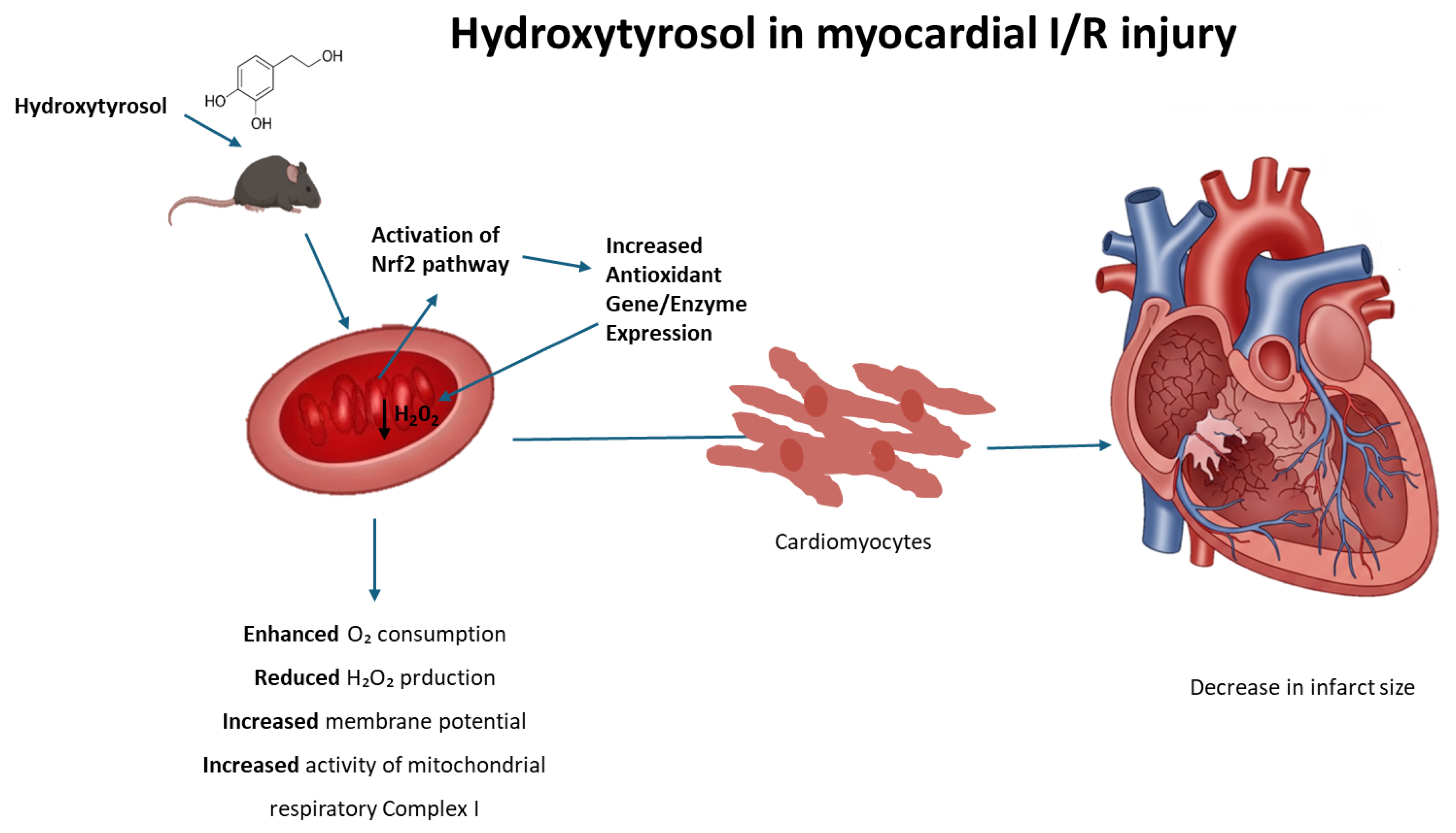Antioxidants 14 00803 g007