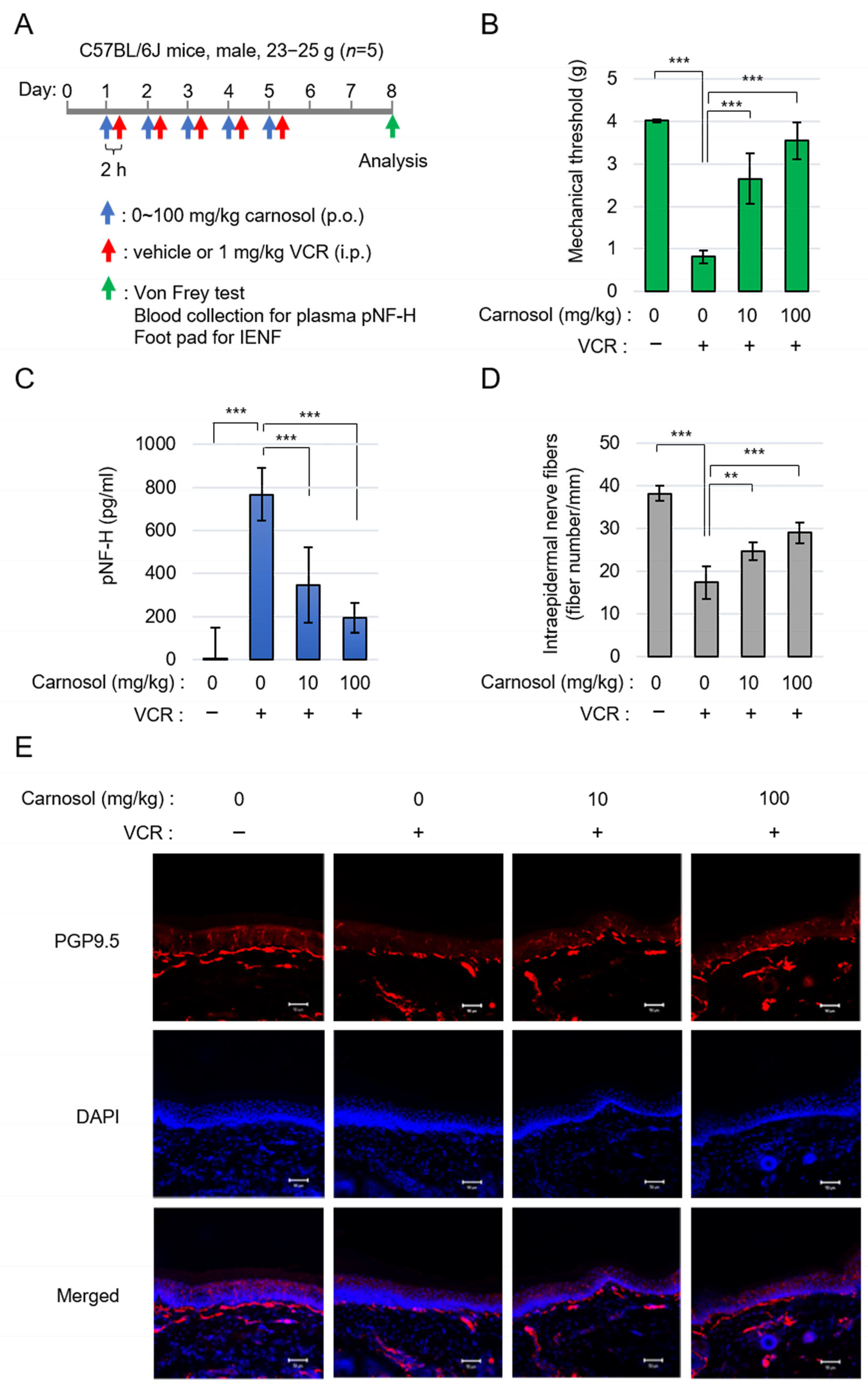 Antioxidants 14 00808 g005