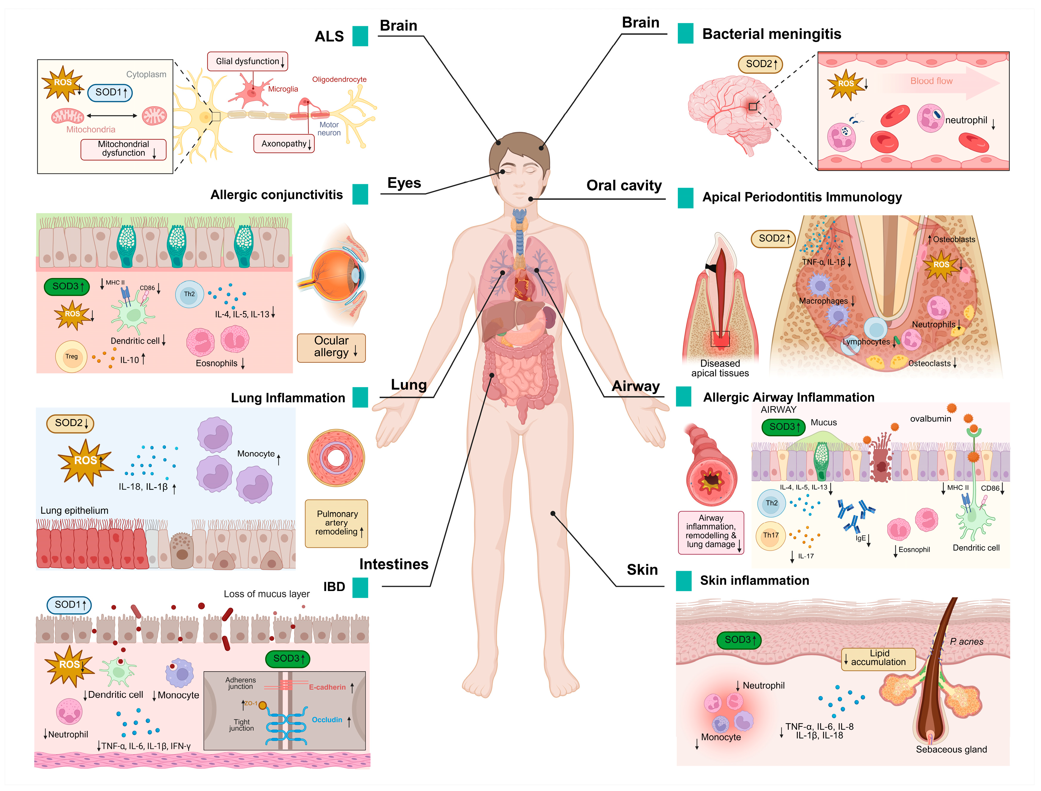 Antioxidants 14 00809 g003