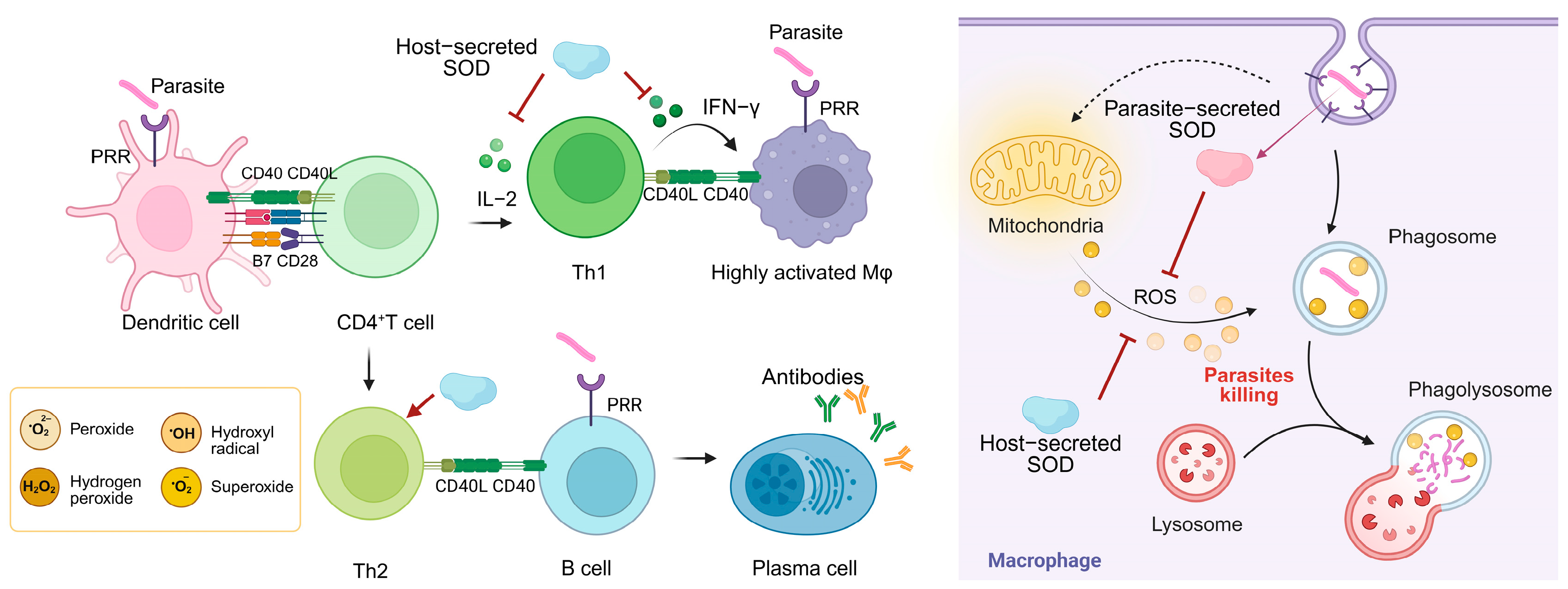 Antioxidants 14 00809 g004