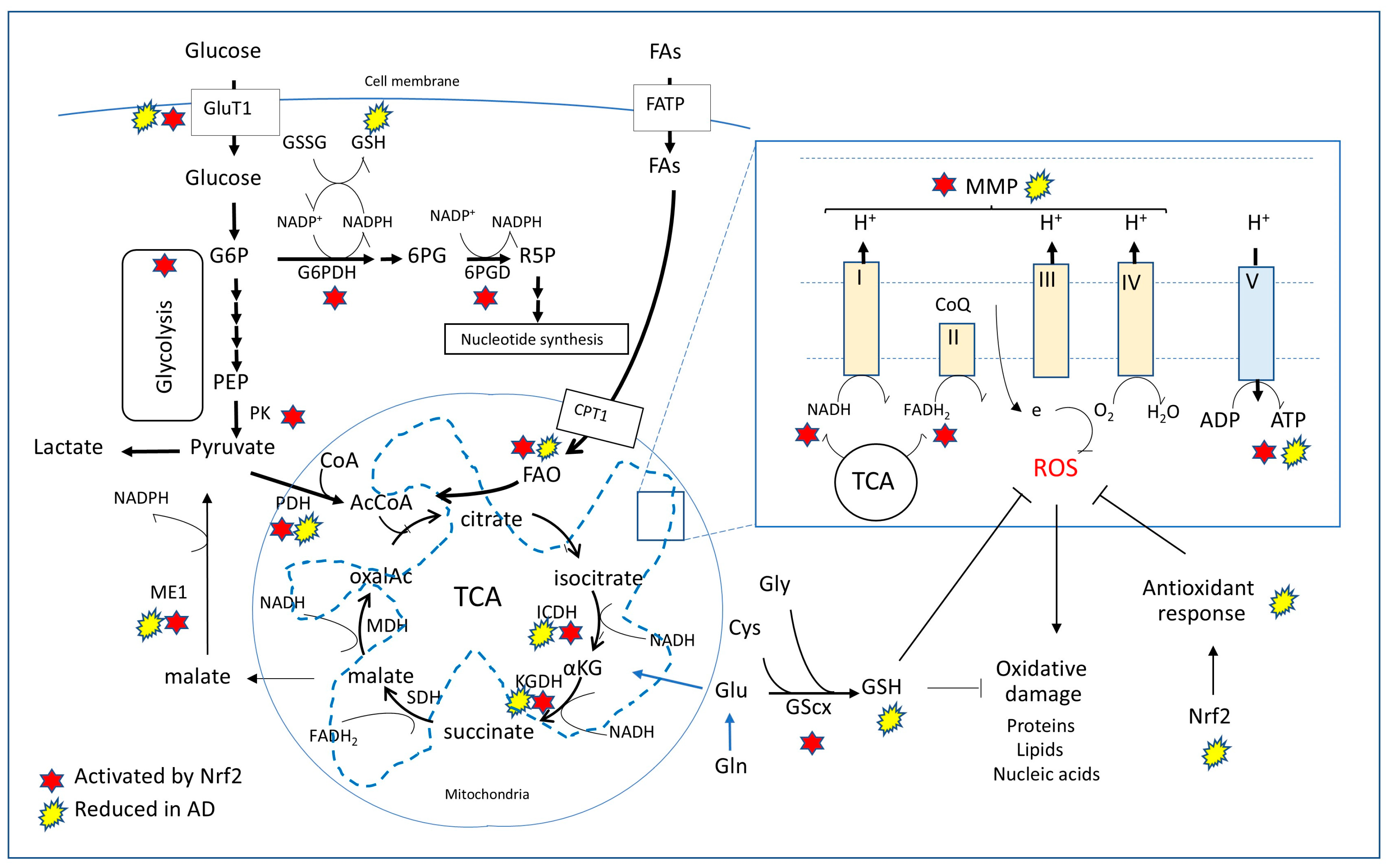 Antioxidants 14 00812 g002
