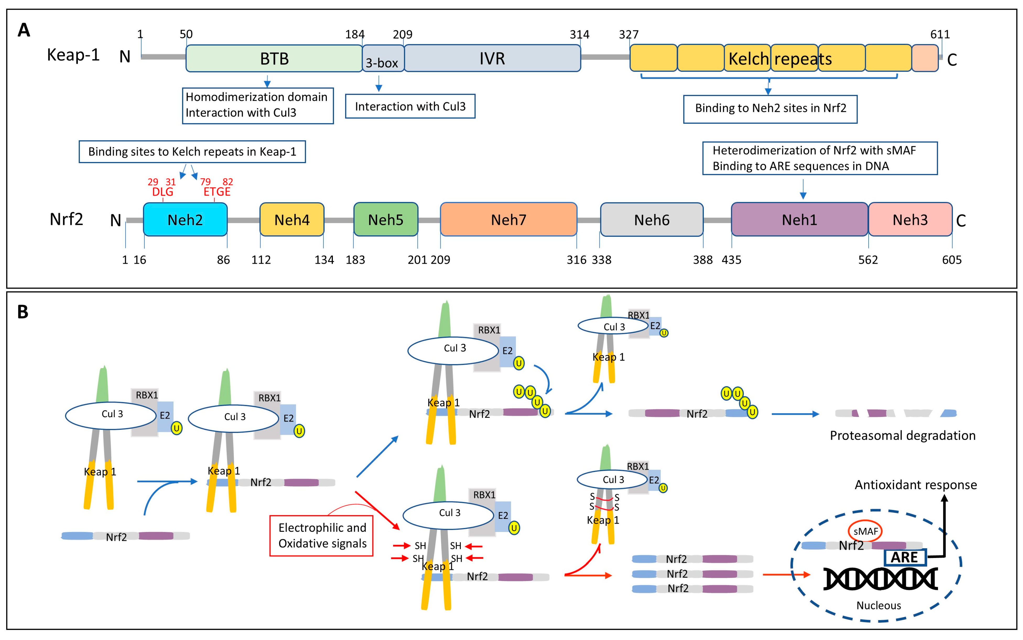 Antioxidants 14 00812 g004