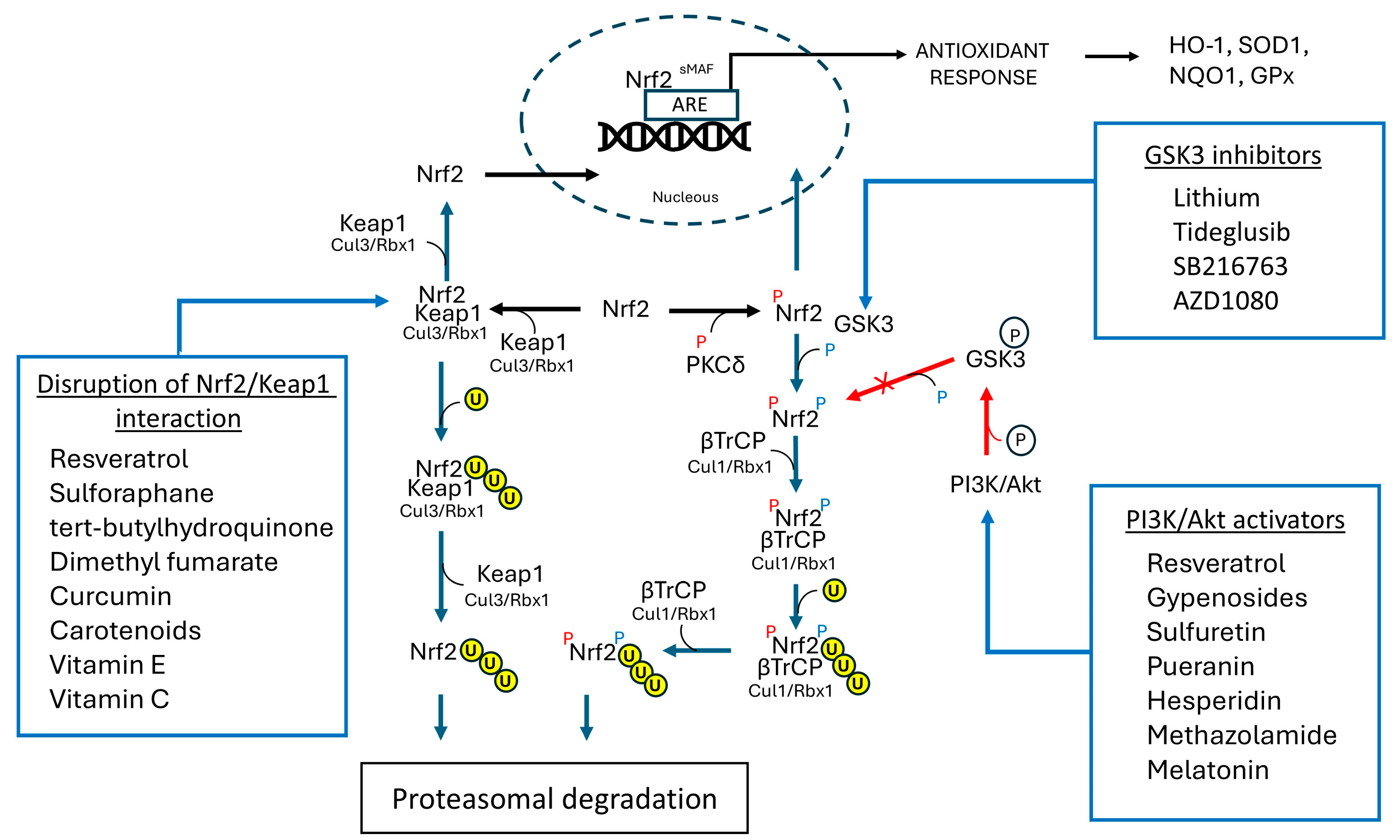 Antioxidants 14 00812 g006