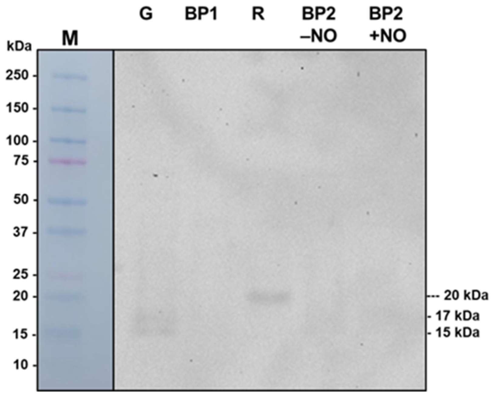 Antioxidants 14 00817 g008
