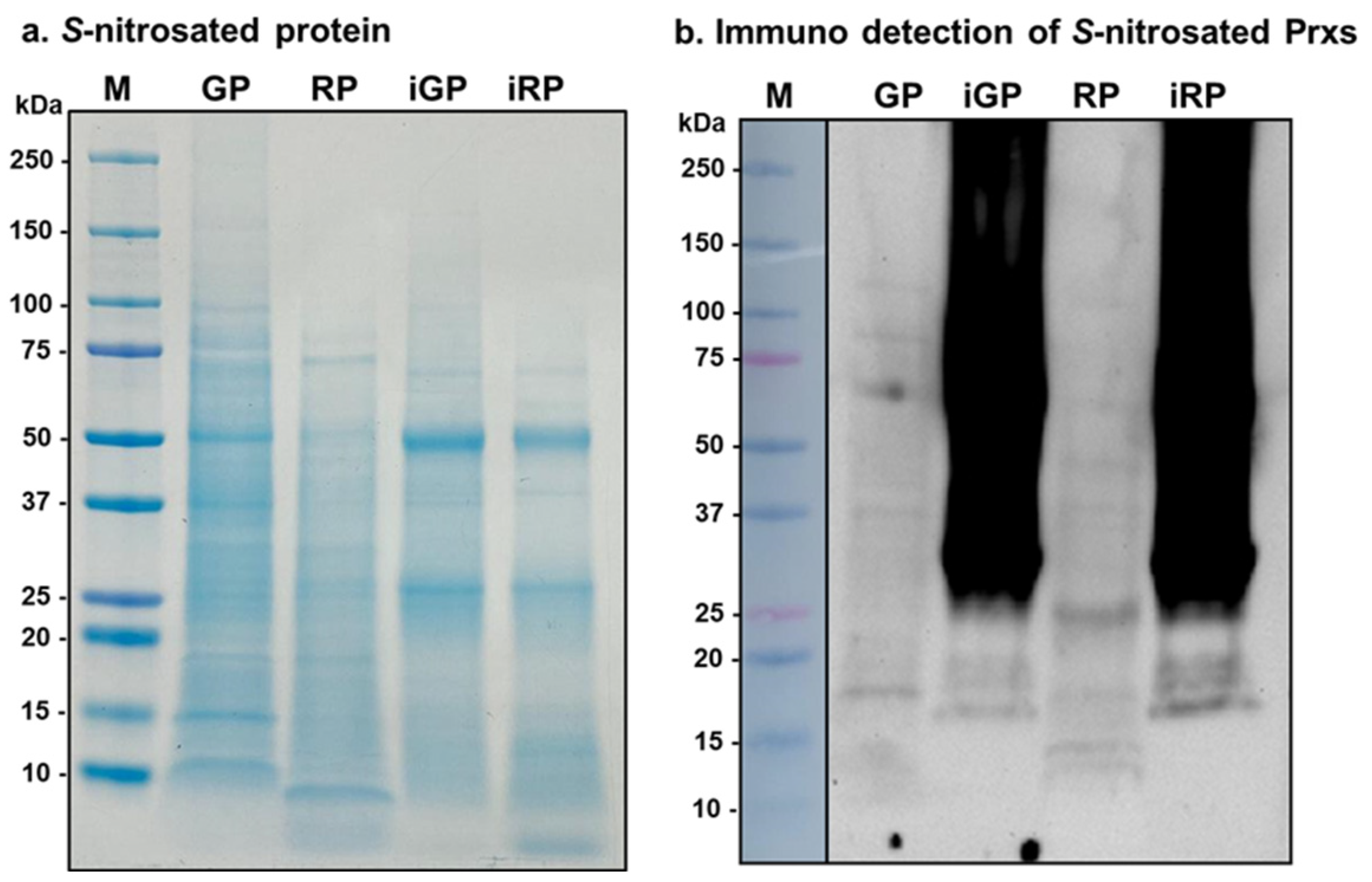 Antioxidants 14 00817 g009