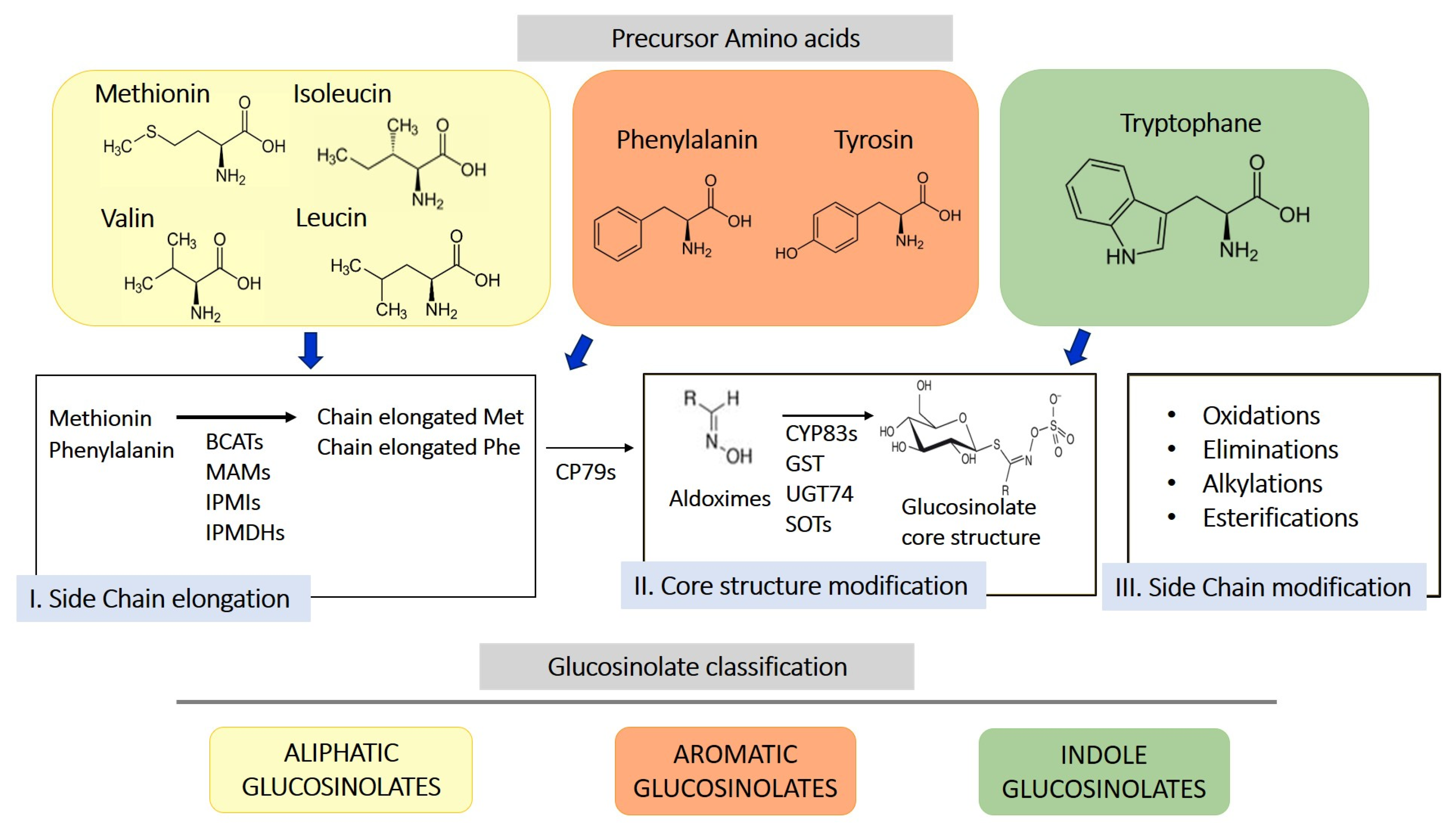 ナショナル　オルガン Glucosinolate Metabolites and Brain Health: An Updated