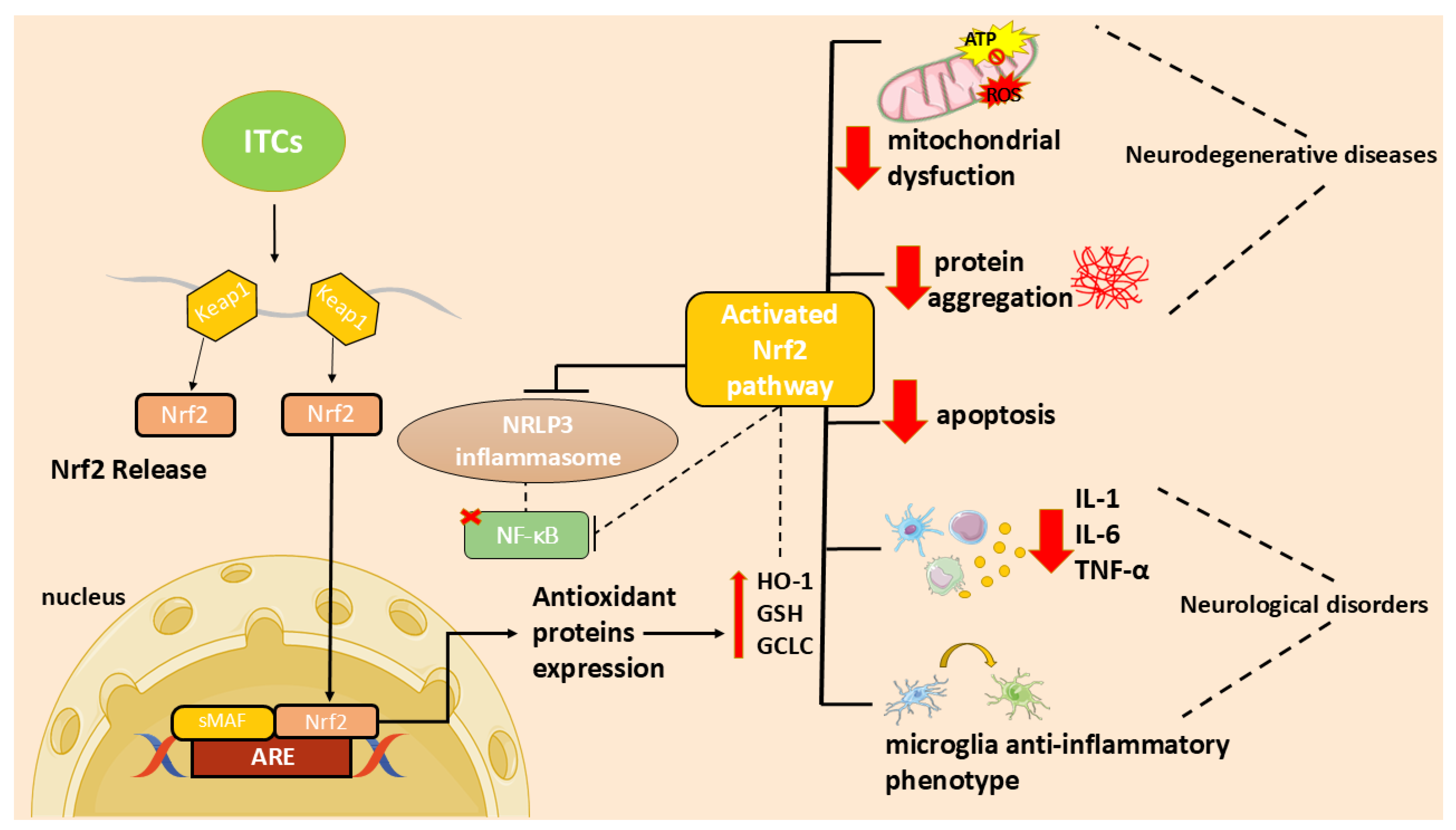 Glucosinolate Metabolites and Brain Health: An Updated