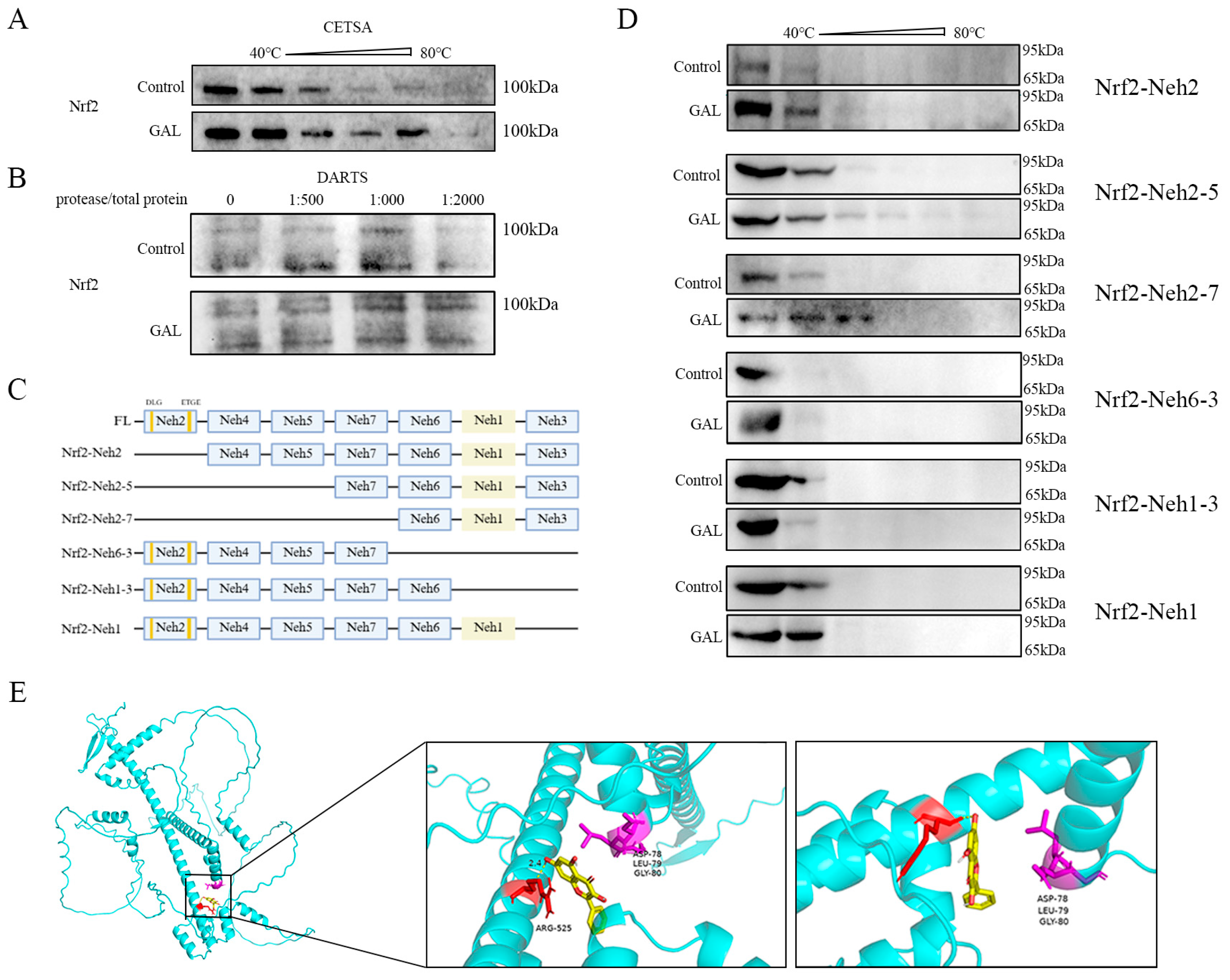 Antioxidants 14 00822 g007