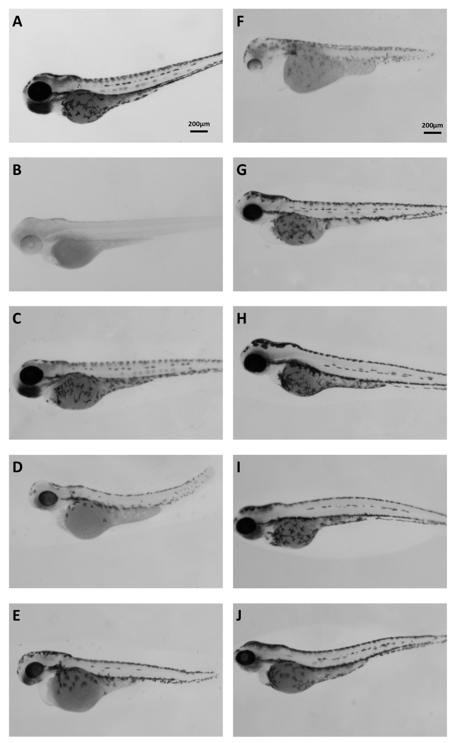 Antioxidants 14 00824 g005