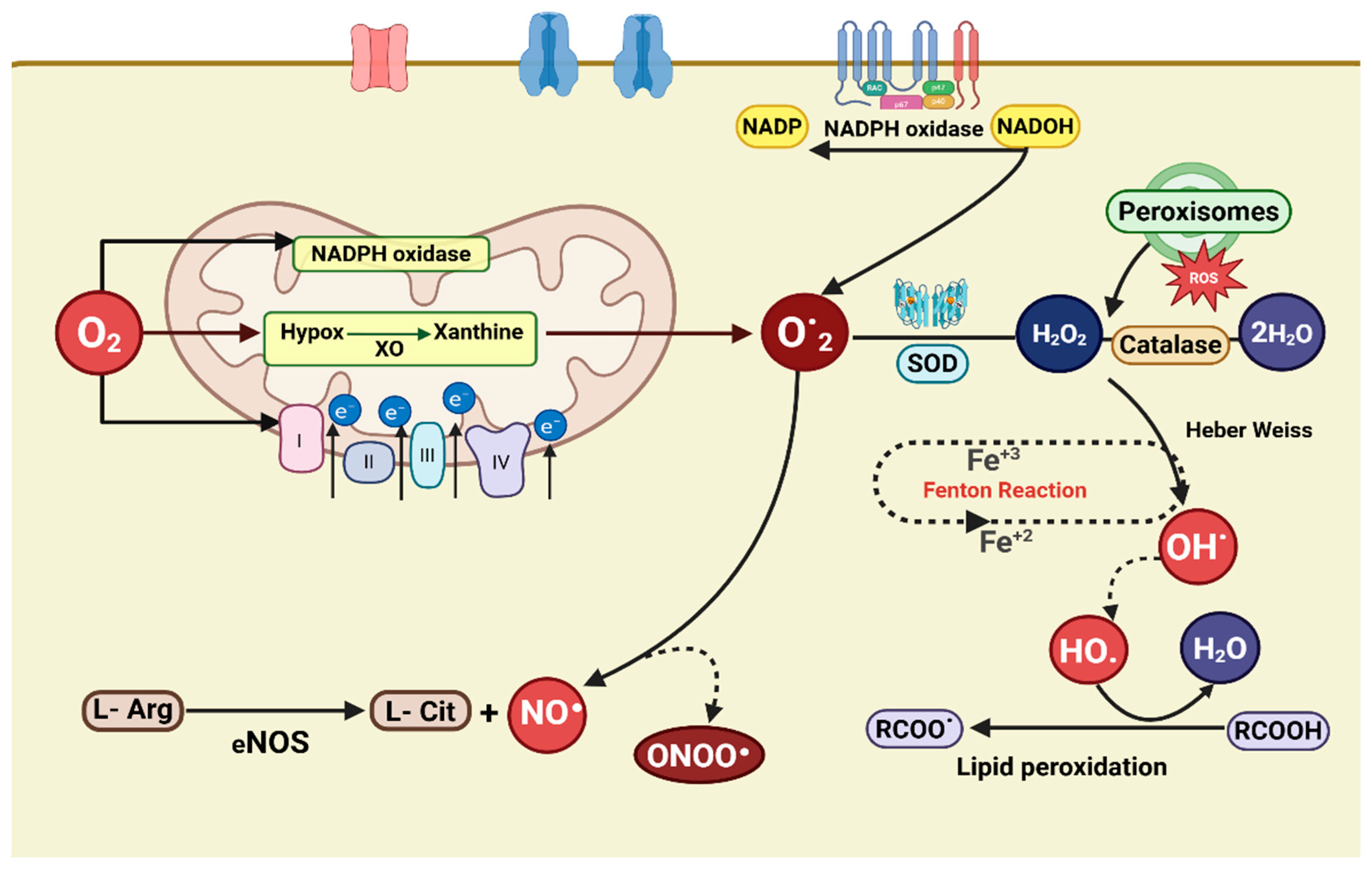 Antioxidants 14 00836 g002