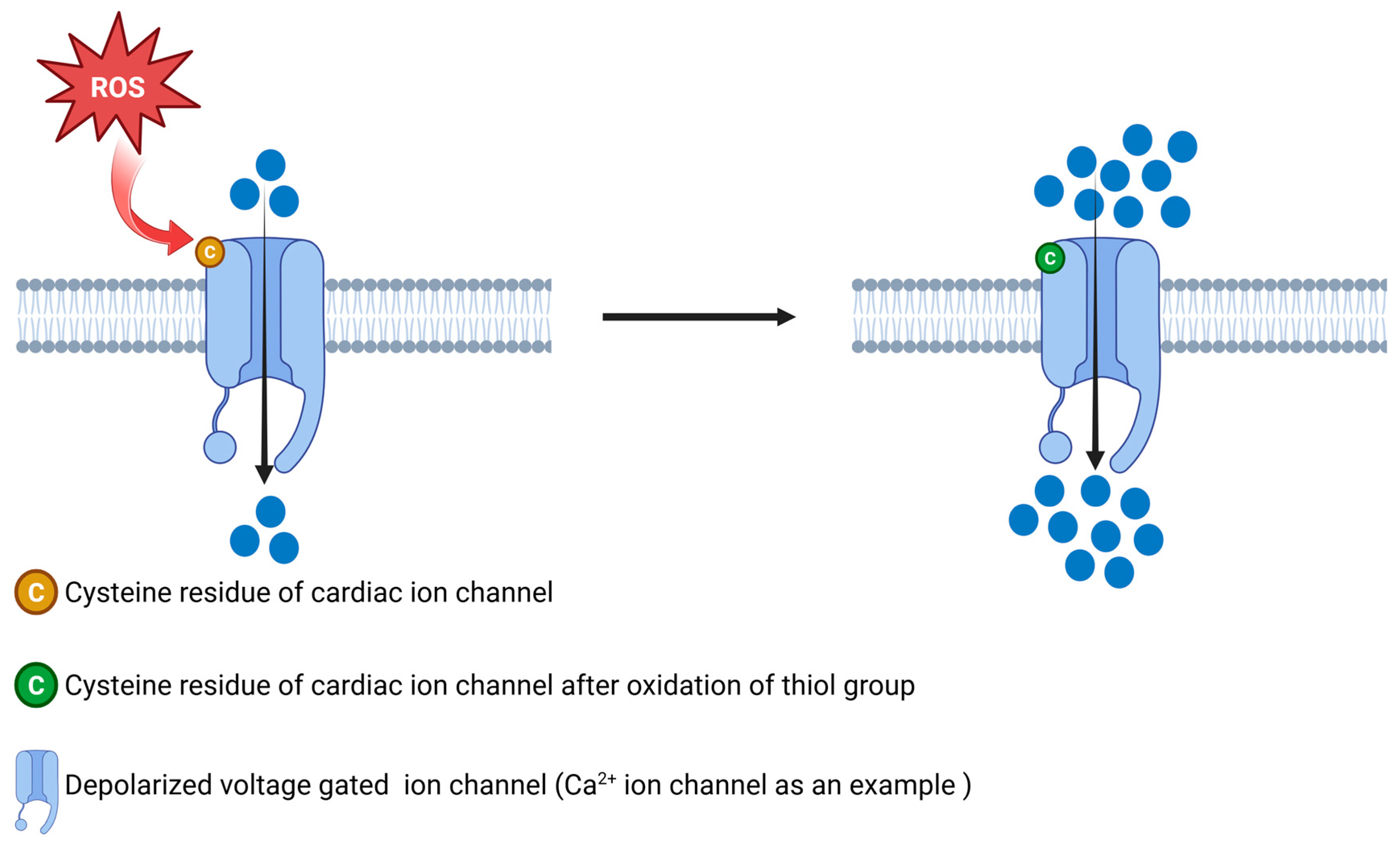 Antioxidants 14 00836 g005