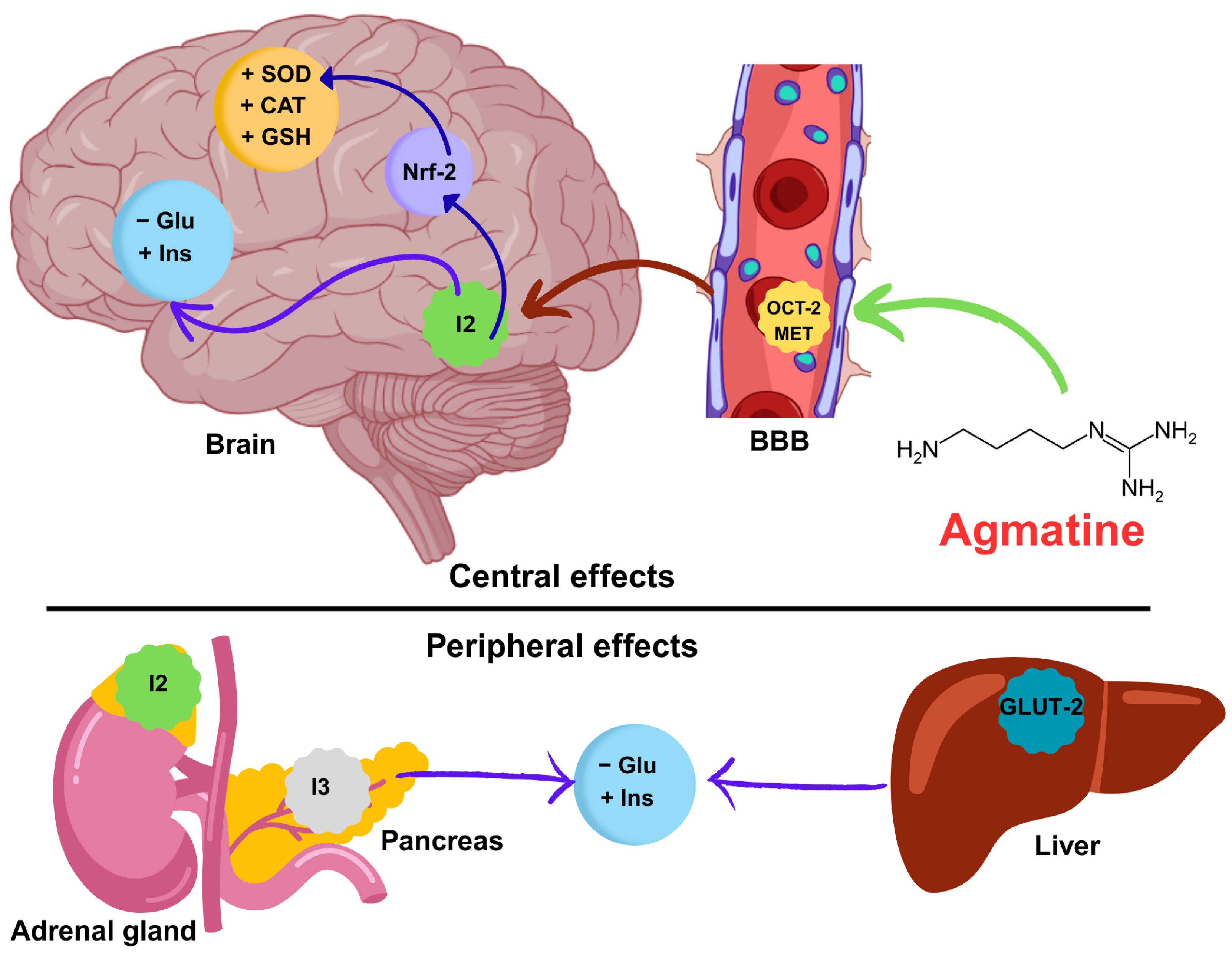 Antioxidants 14 00837 g007