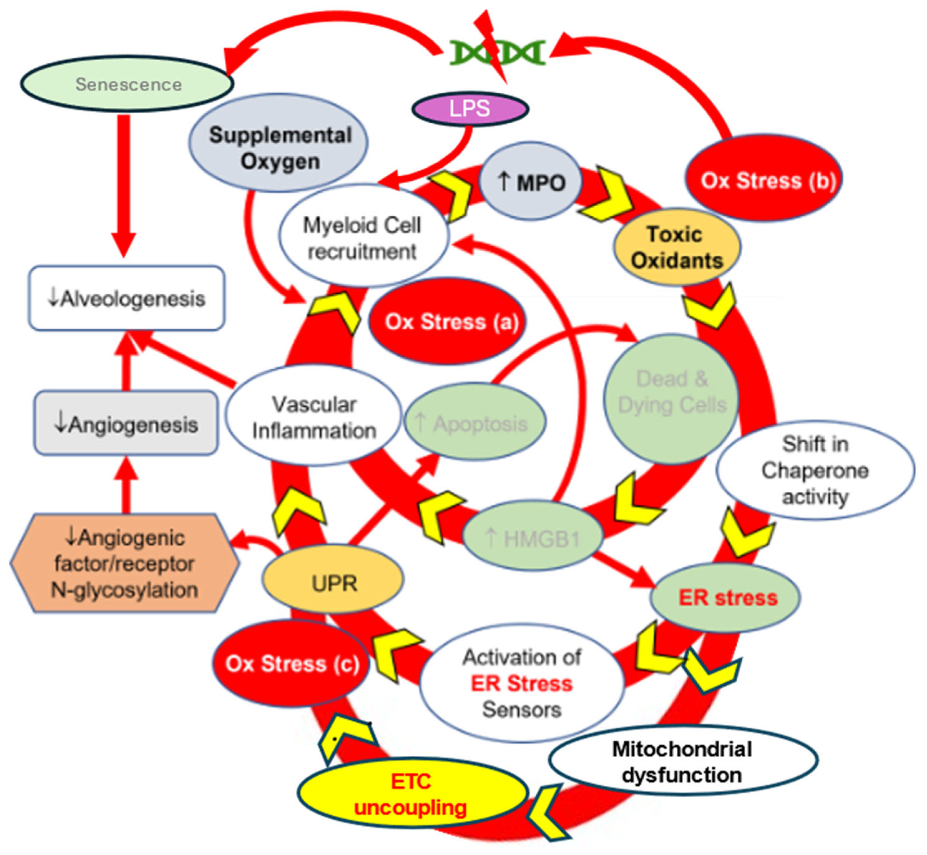 Antioxidants 14 00844 g001