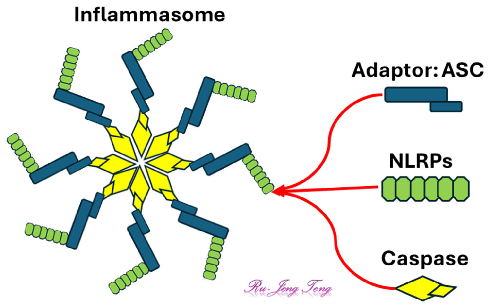Antioxidants 14 00844 g004