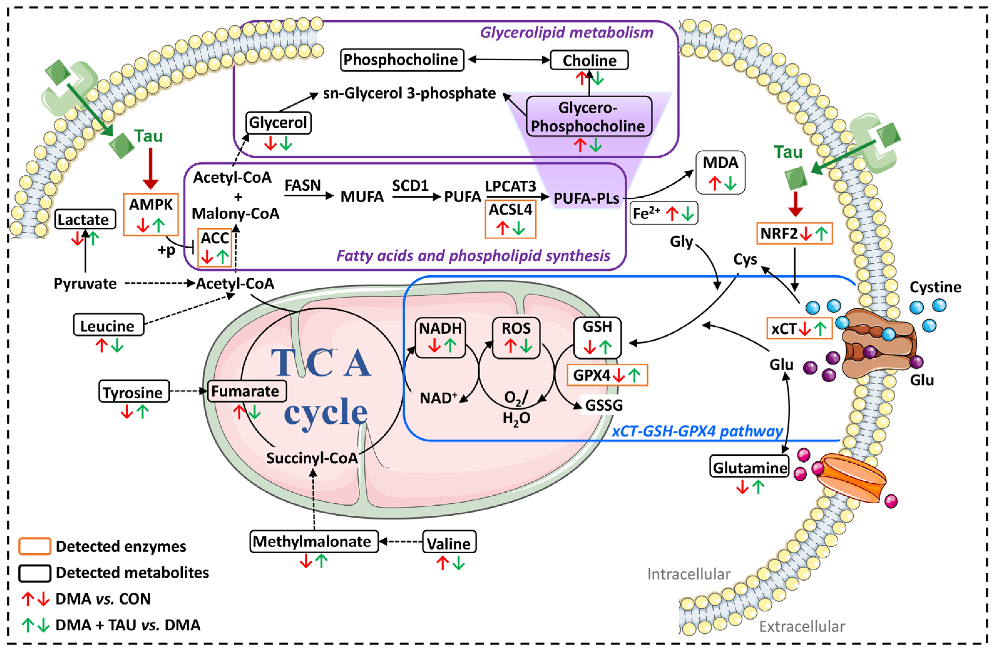 Antioxidants 14 00847 g009