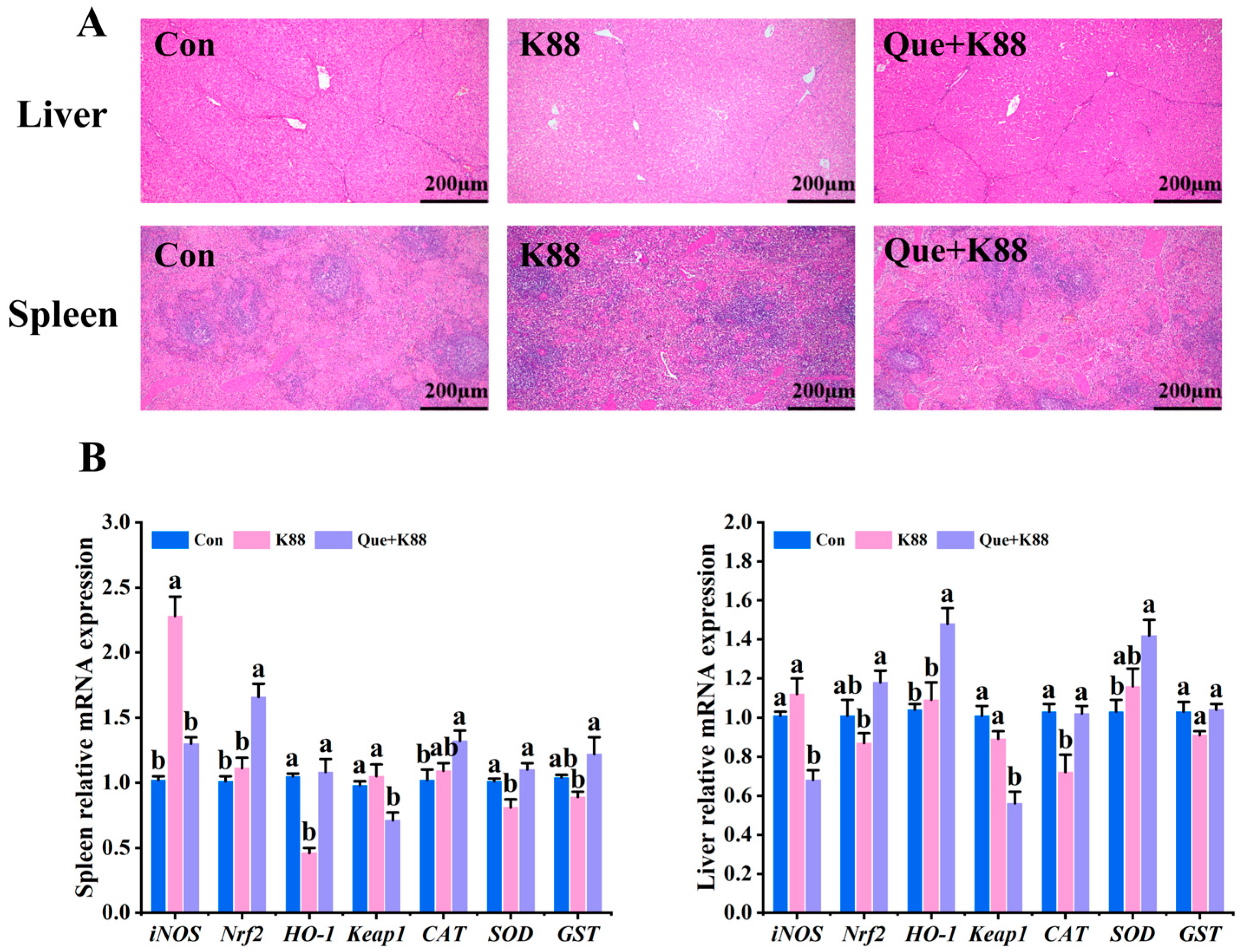 Quercetin Can Alleviate ETECK88-Induced Oxidative Stress in