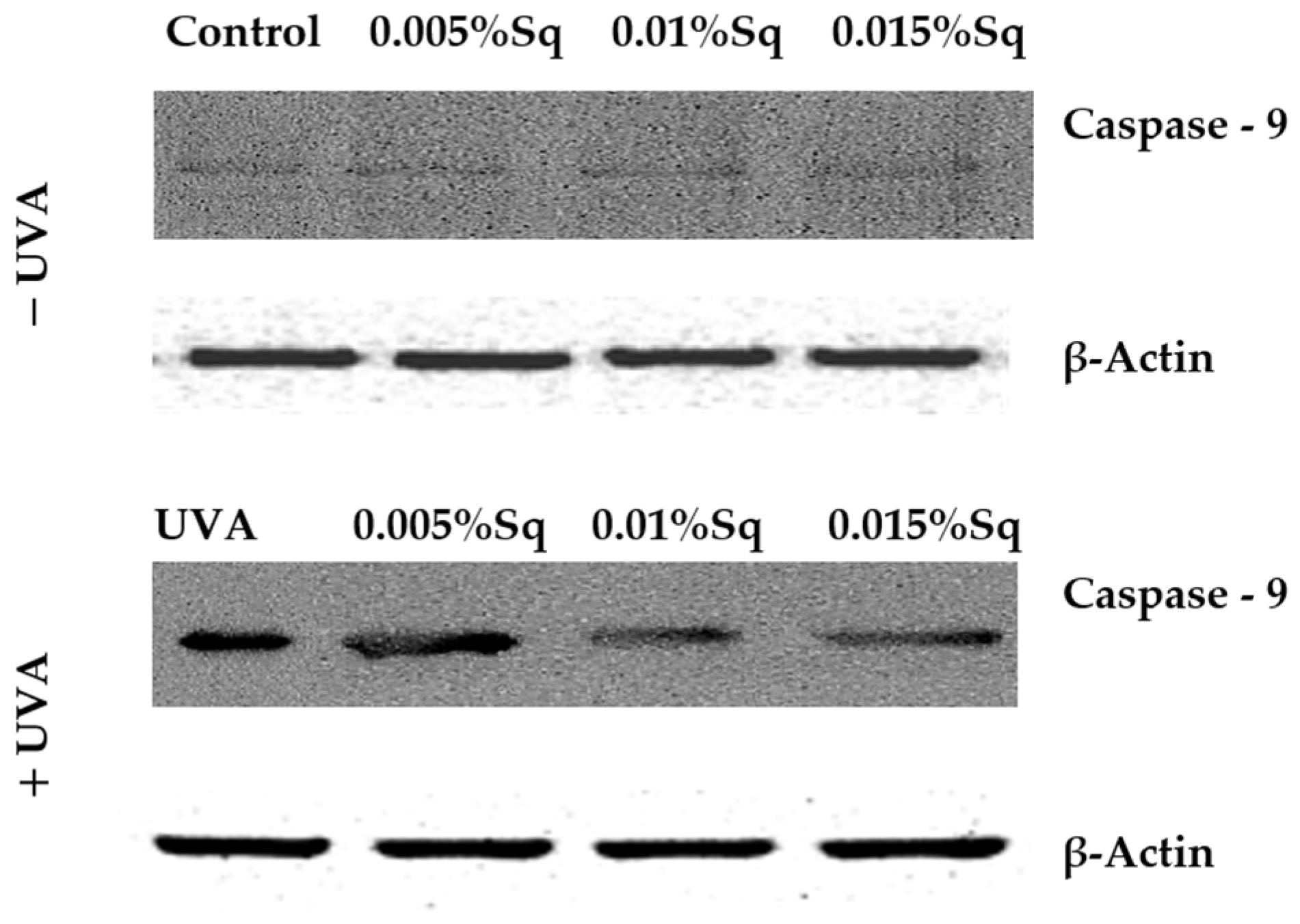 Antioxidants 14 00853 g007