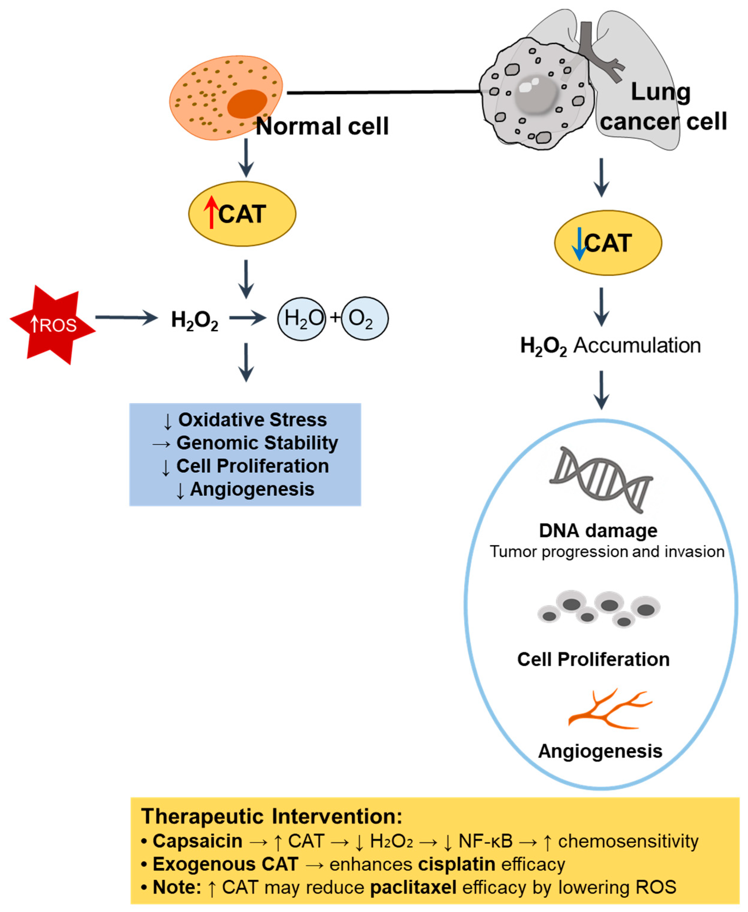 Antioxidants 14 00857 g003