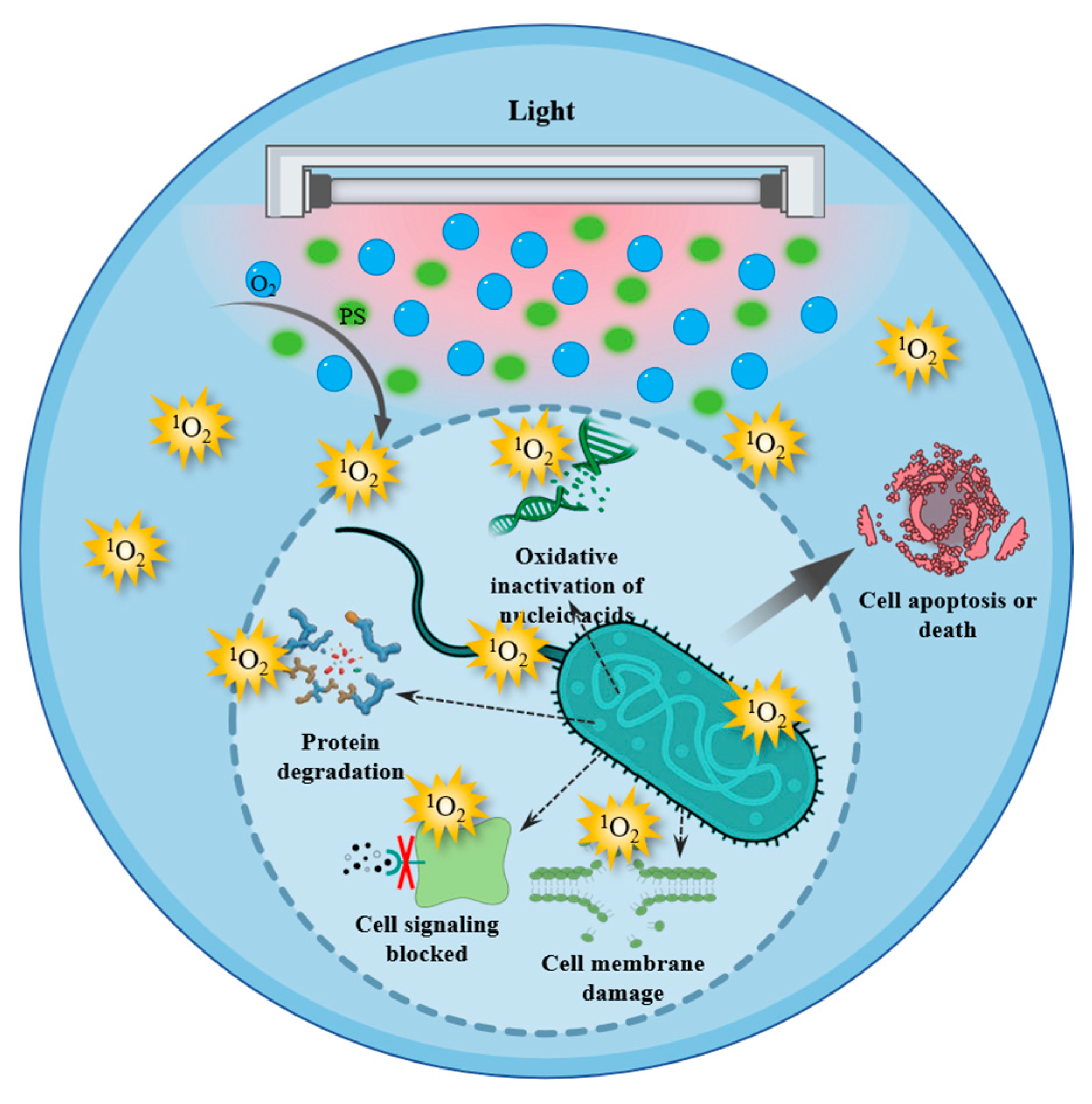 Antioxidants 14 00865 g003