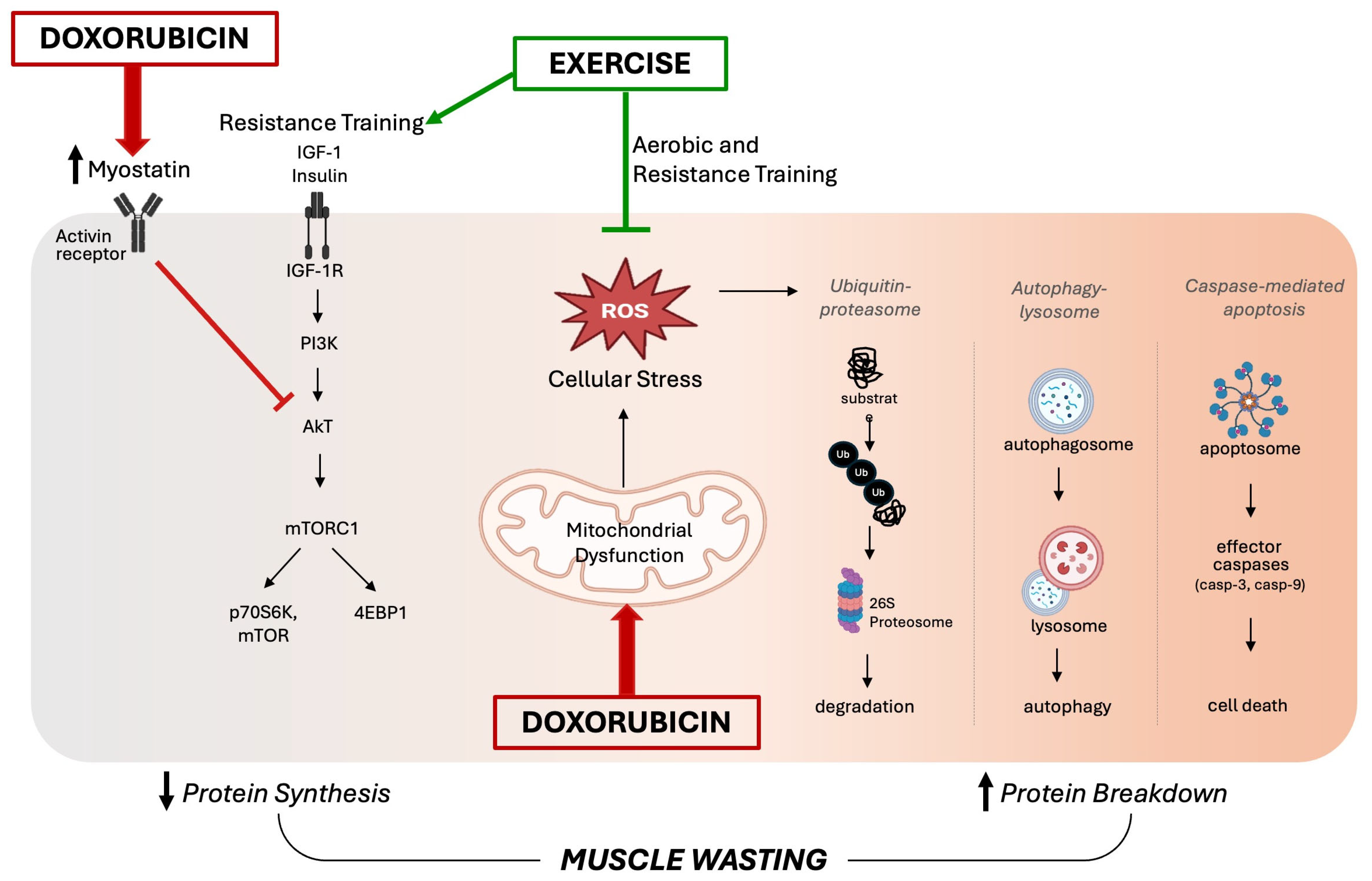 Antioxidants 14 00870 g002