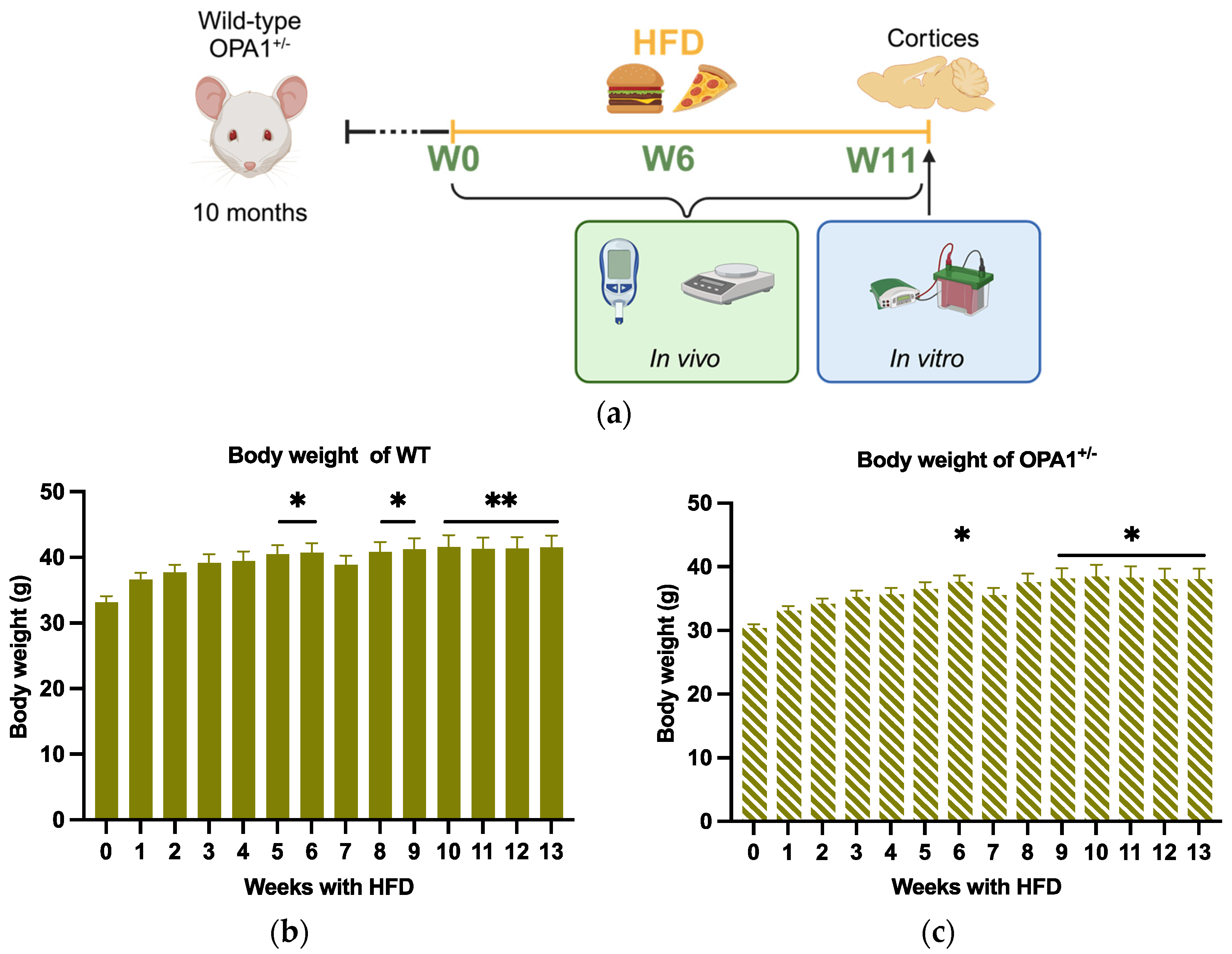 Antioxidants 14 00876 g001