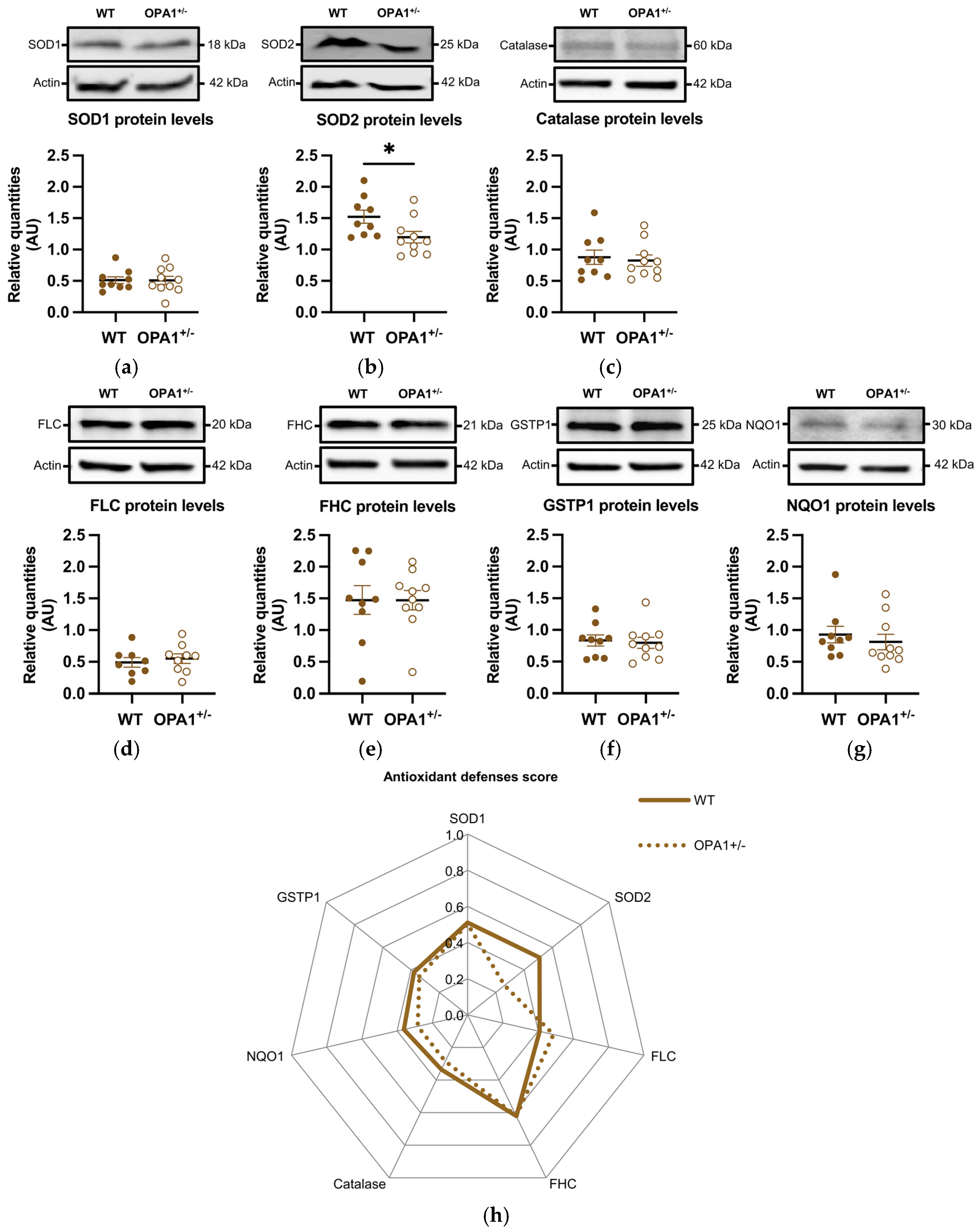 Antioxidants 14 00876 g004