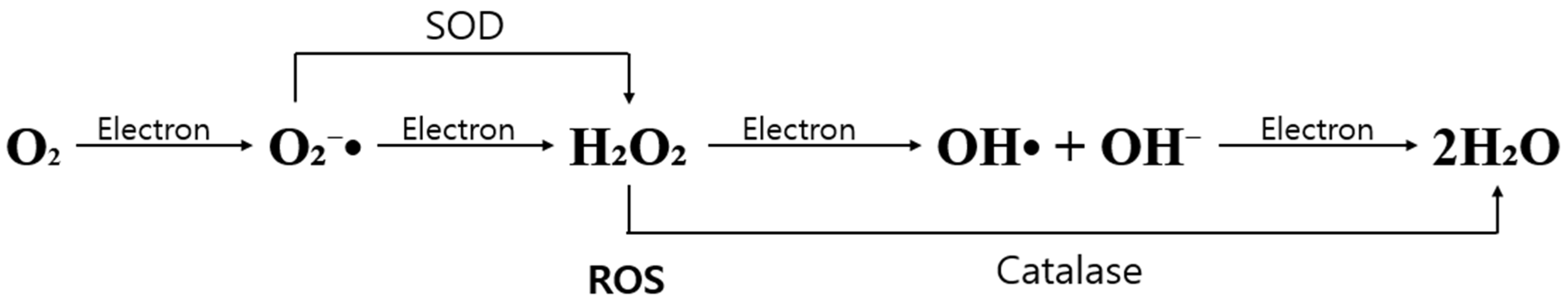 Antioxidants 14 00877 g001